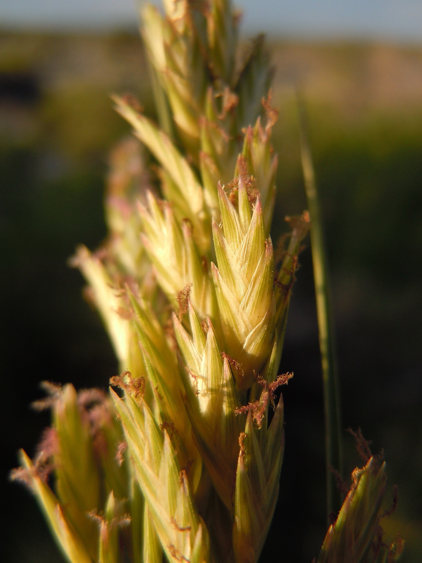 Saltgrass — photo 20