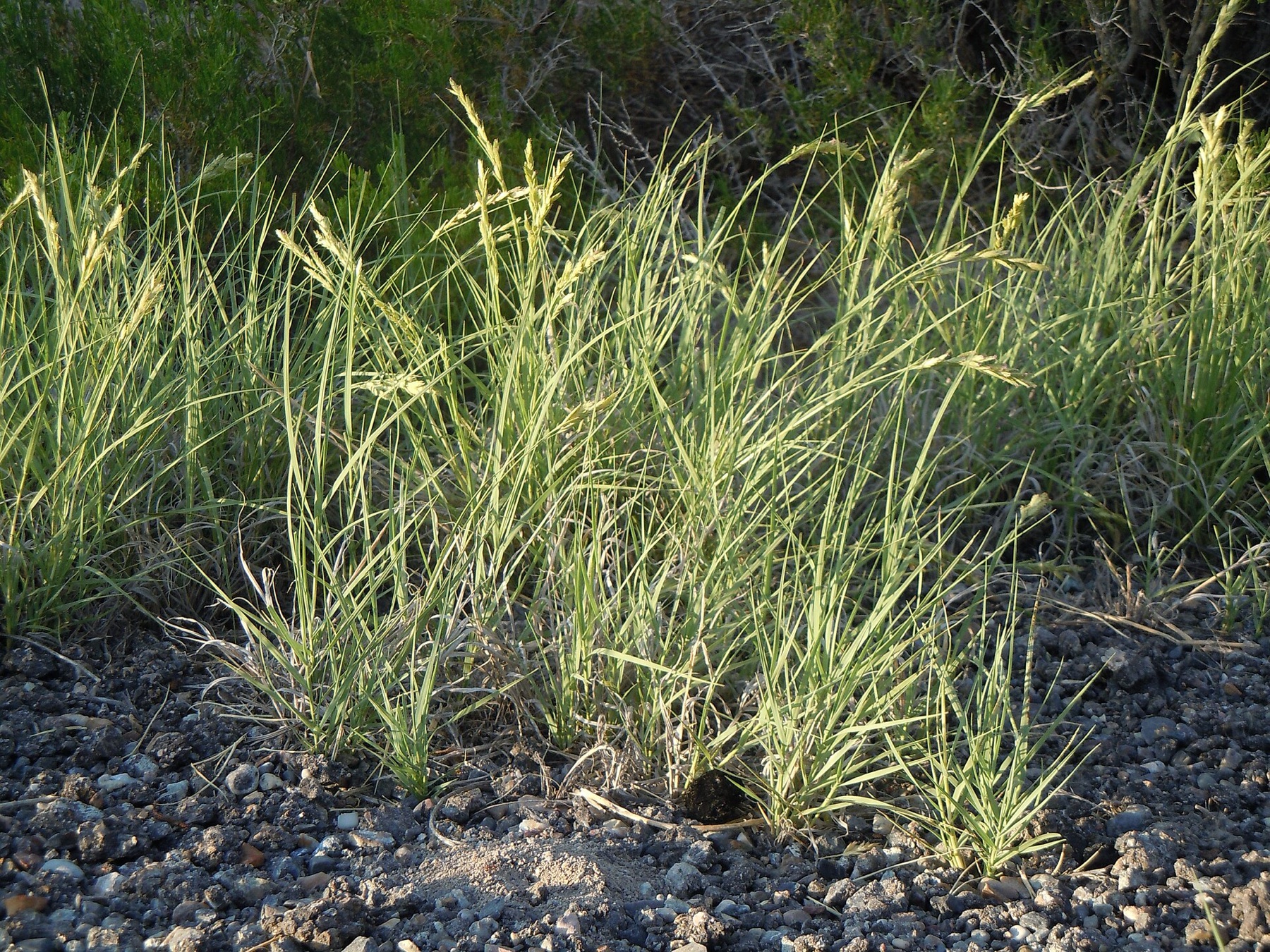 Saltgrass — photo 21