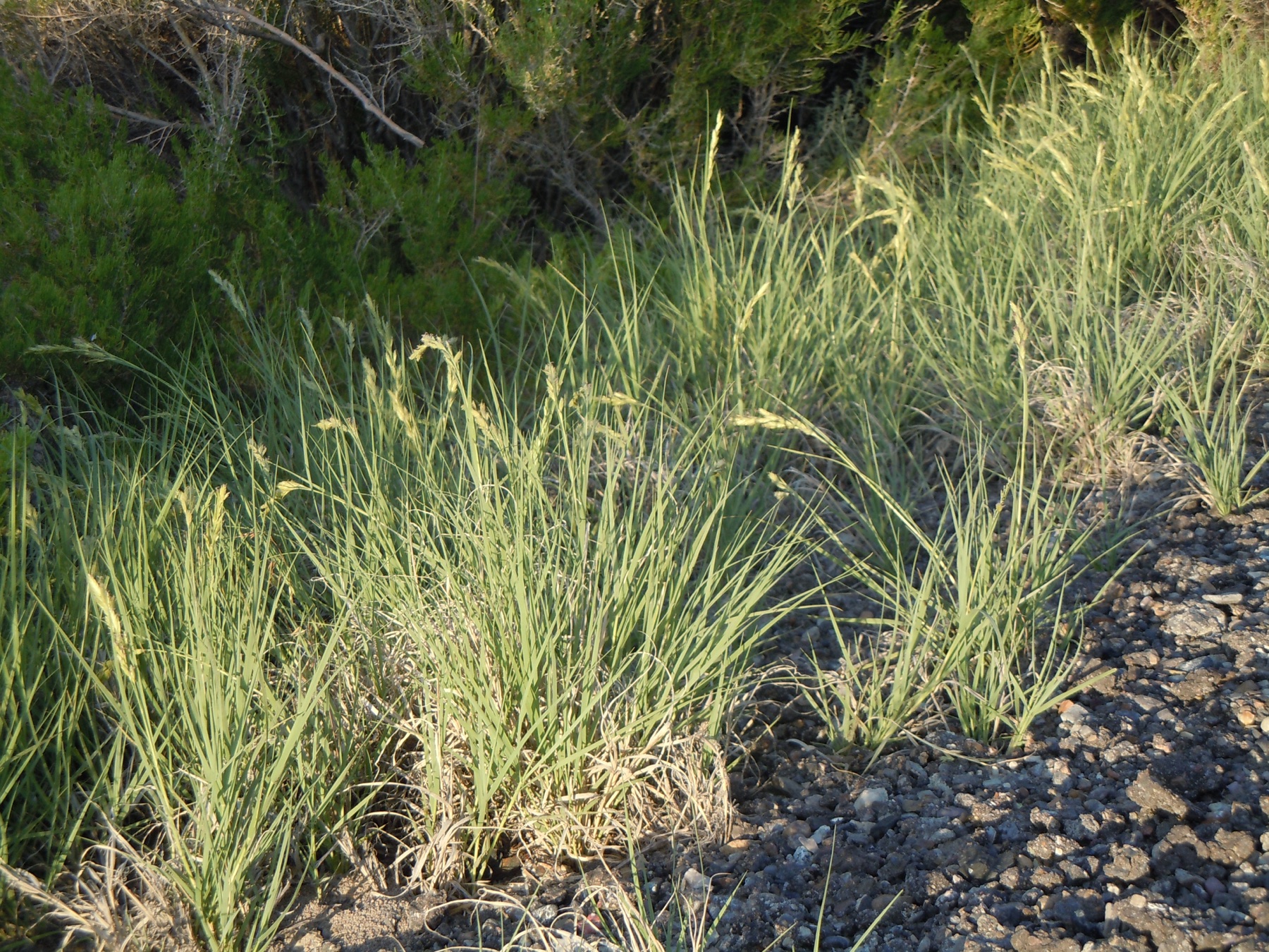Saltgrass — photo 22
