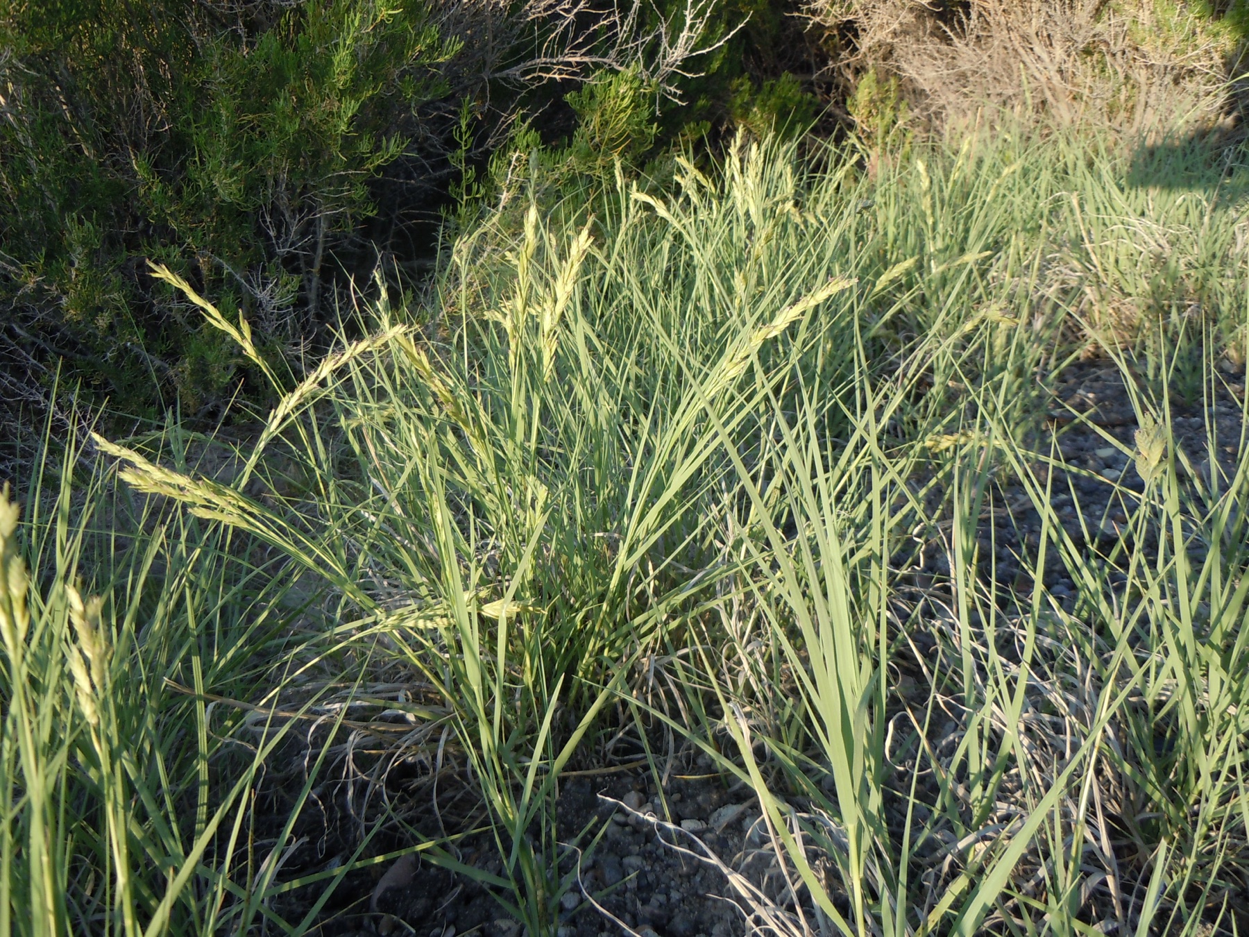 Saltgrass — photo 23