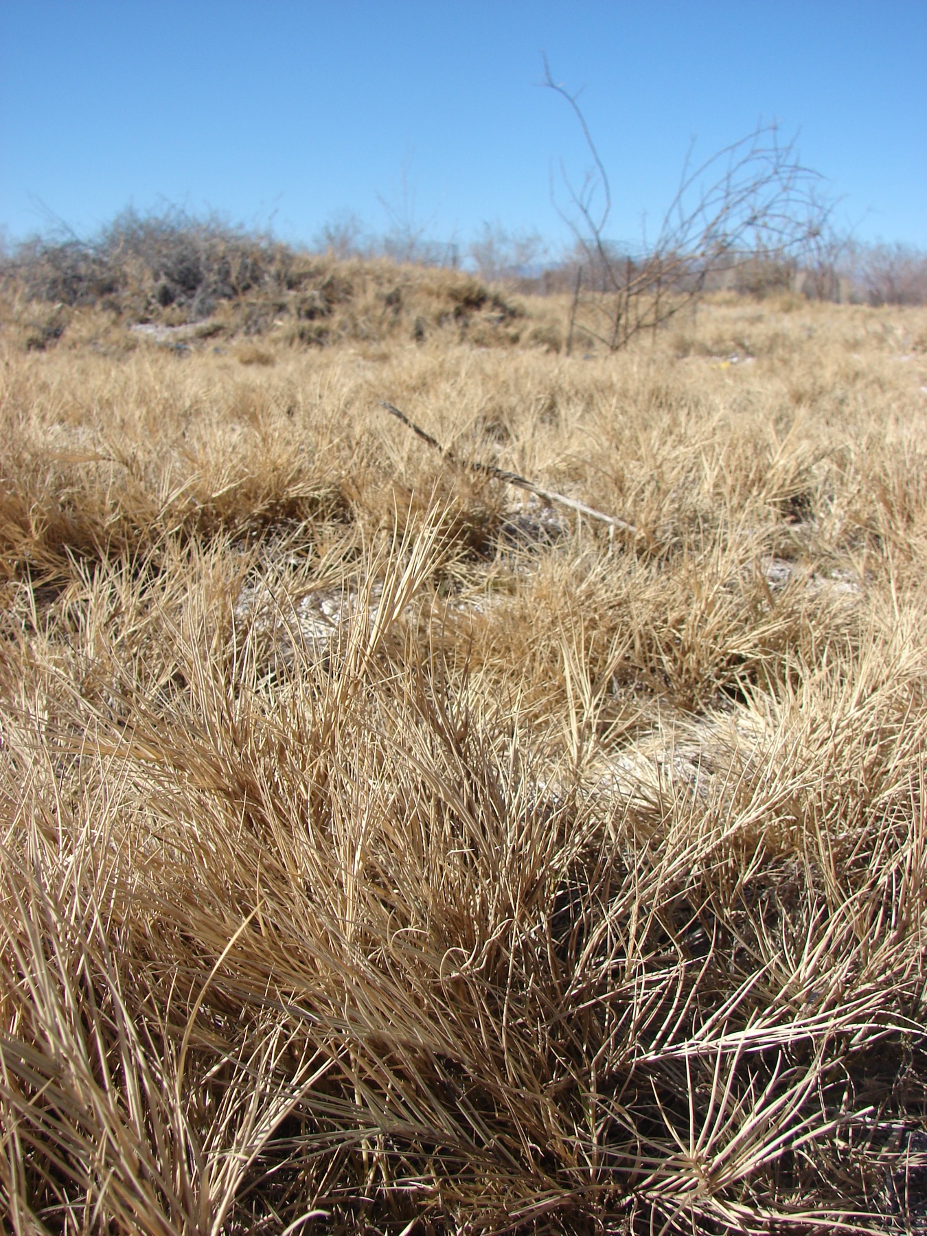 Saltgrass — photo 24