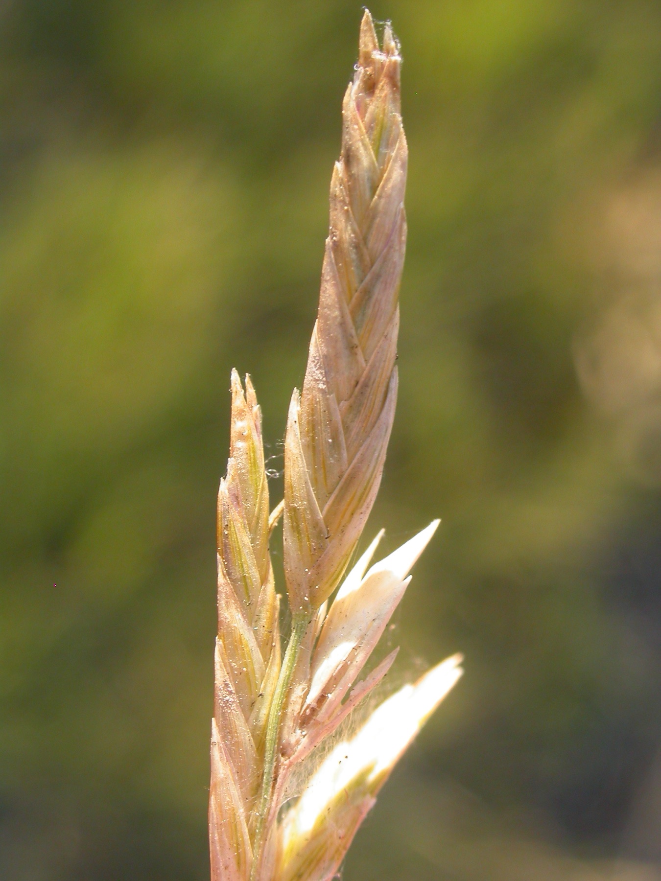 Saltgrass — photo 1