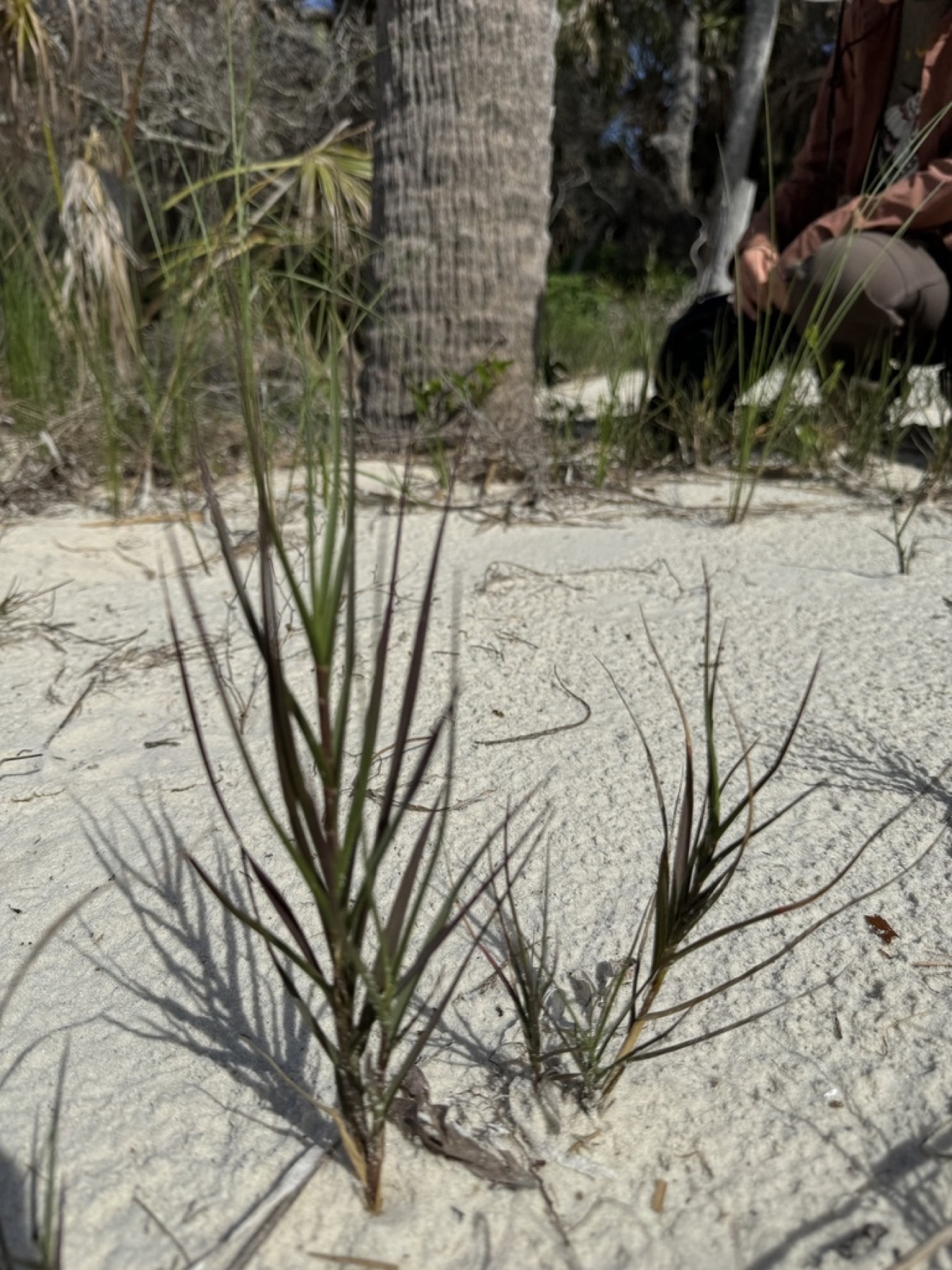 Saltgrass — photo 2
