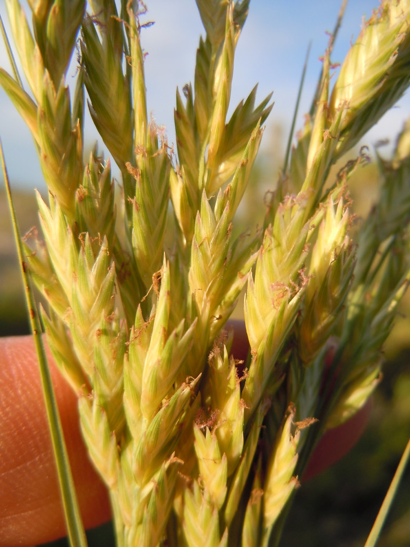 Saltgrass — photo 3
