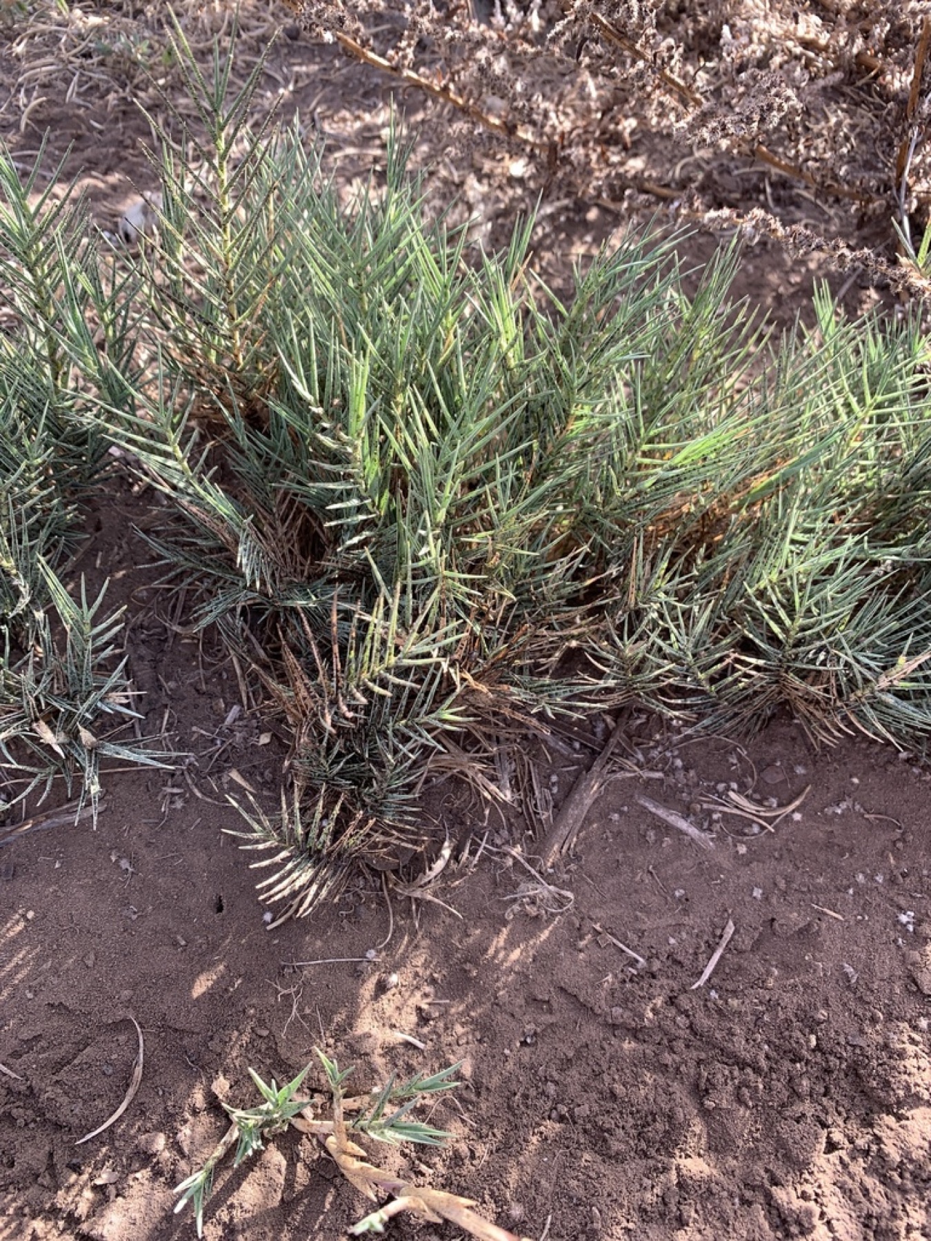 Saltgrass — photo 4