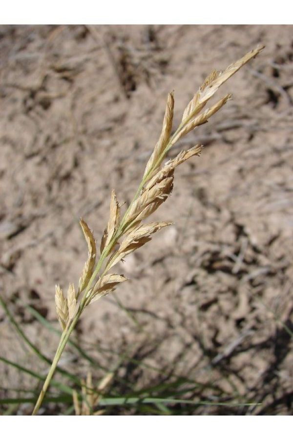 Saltgrass — photo 5