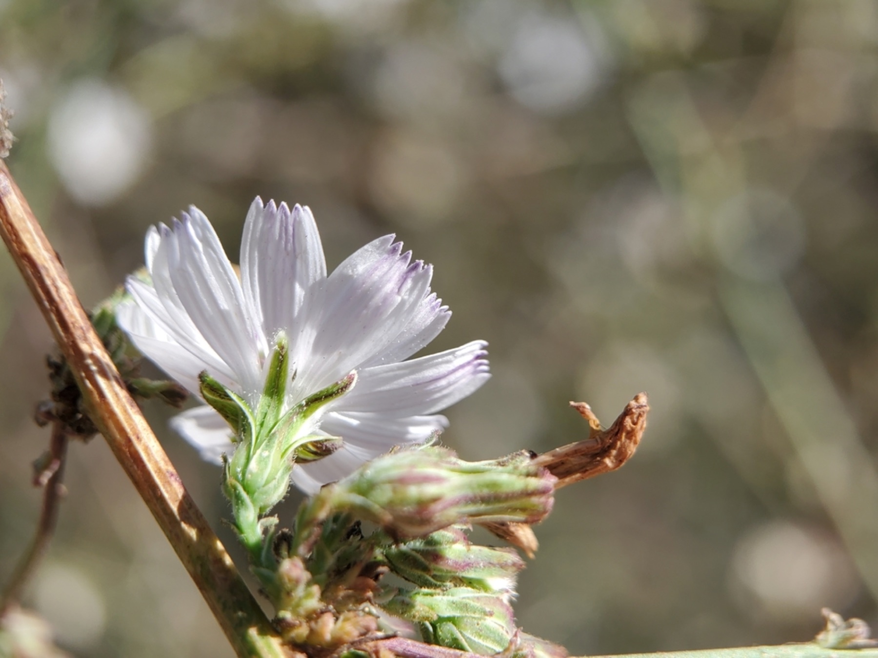 San Diego Wirelettuce — photo 8