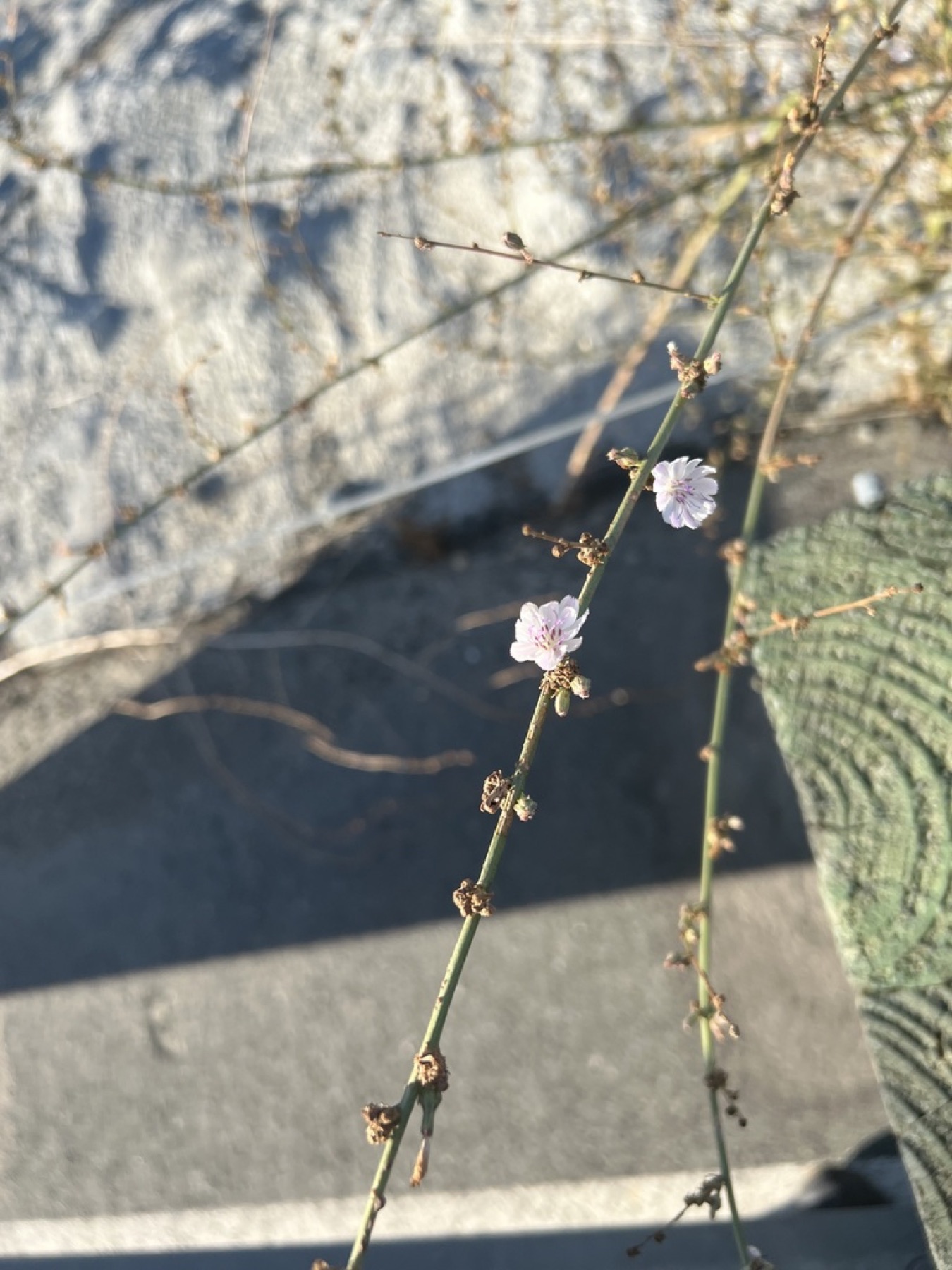 San Diego Wirelettuce — photo 9