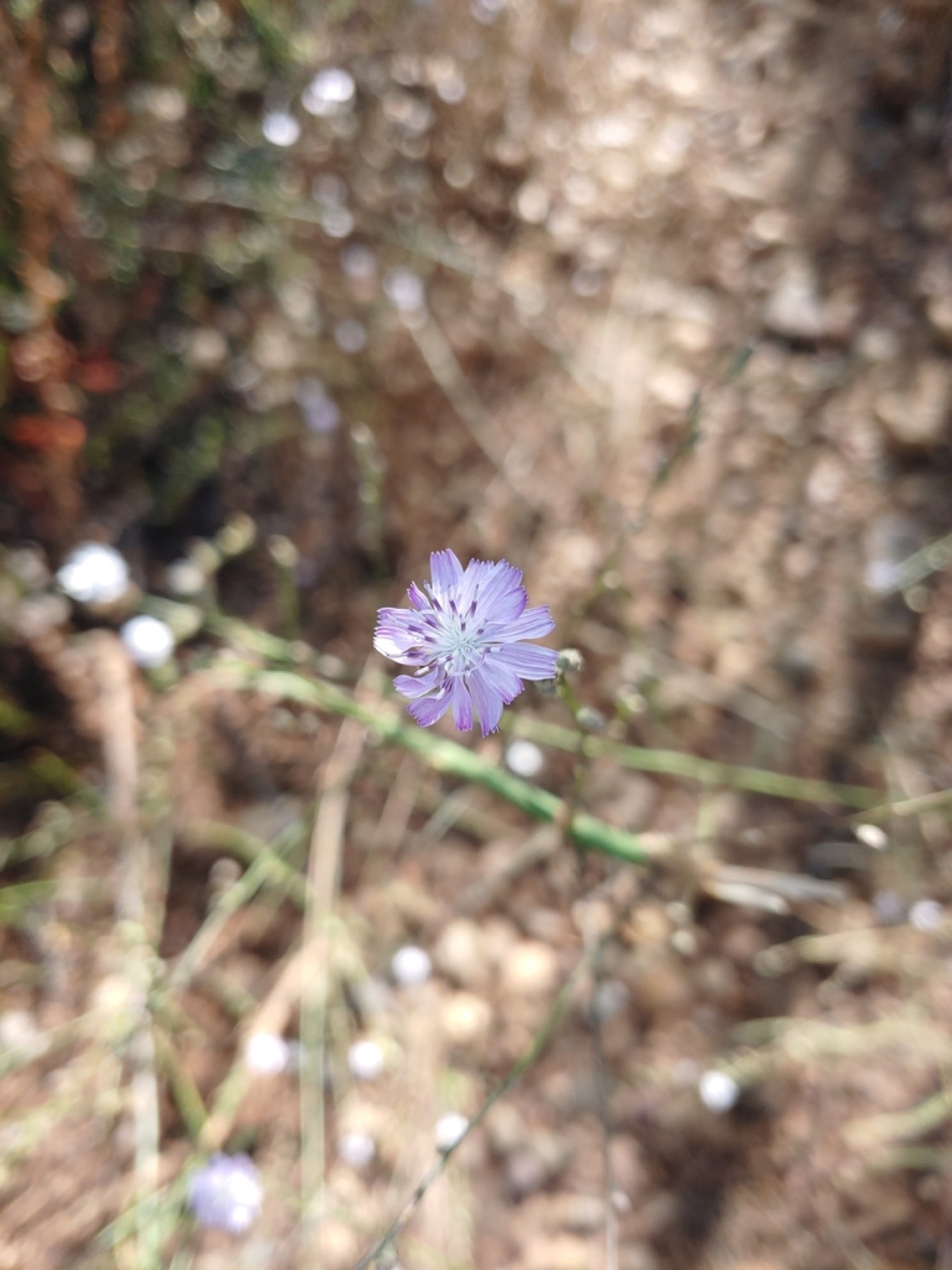 San Diego Wirelettuce — photo 10