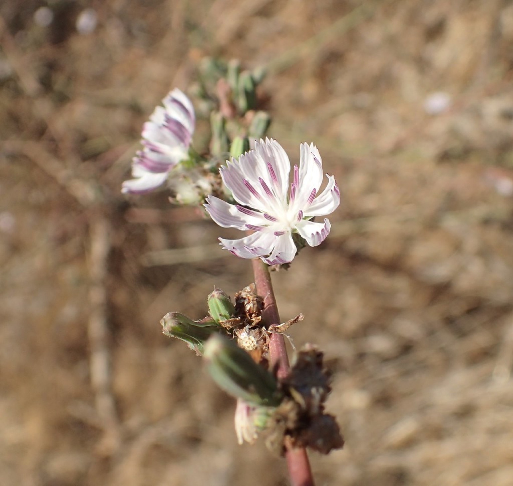 San Diego Wirelettuce — photo 11