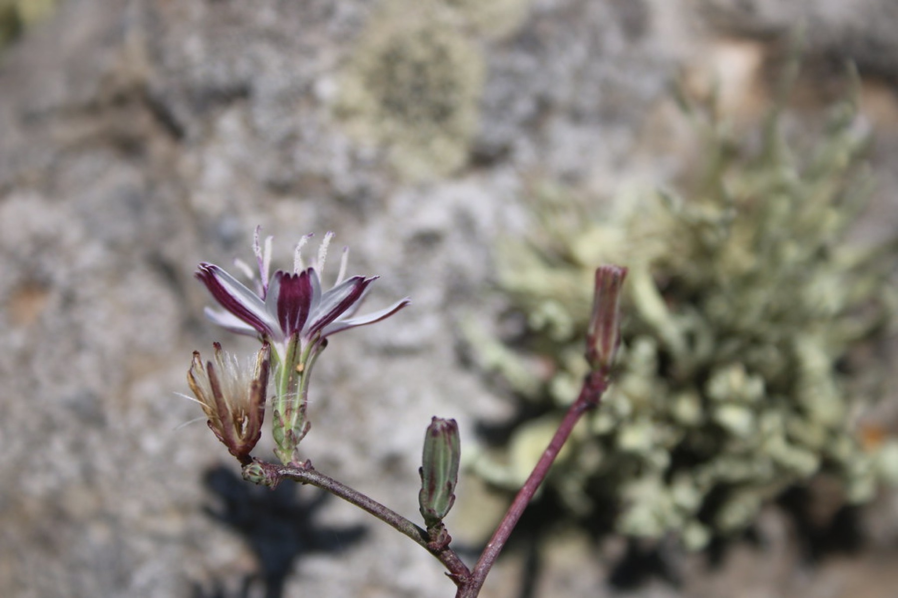 San Diego Wirelettuce — photo 13