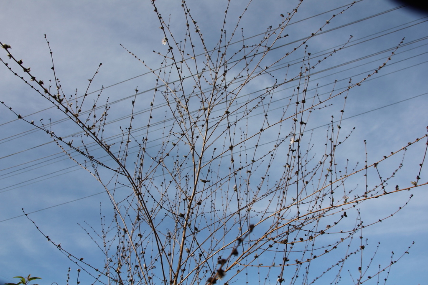 San Diego Wirelettuce — photo 2