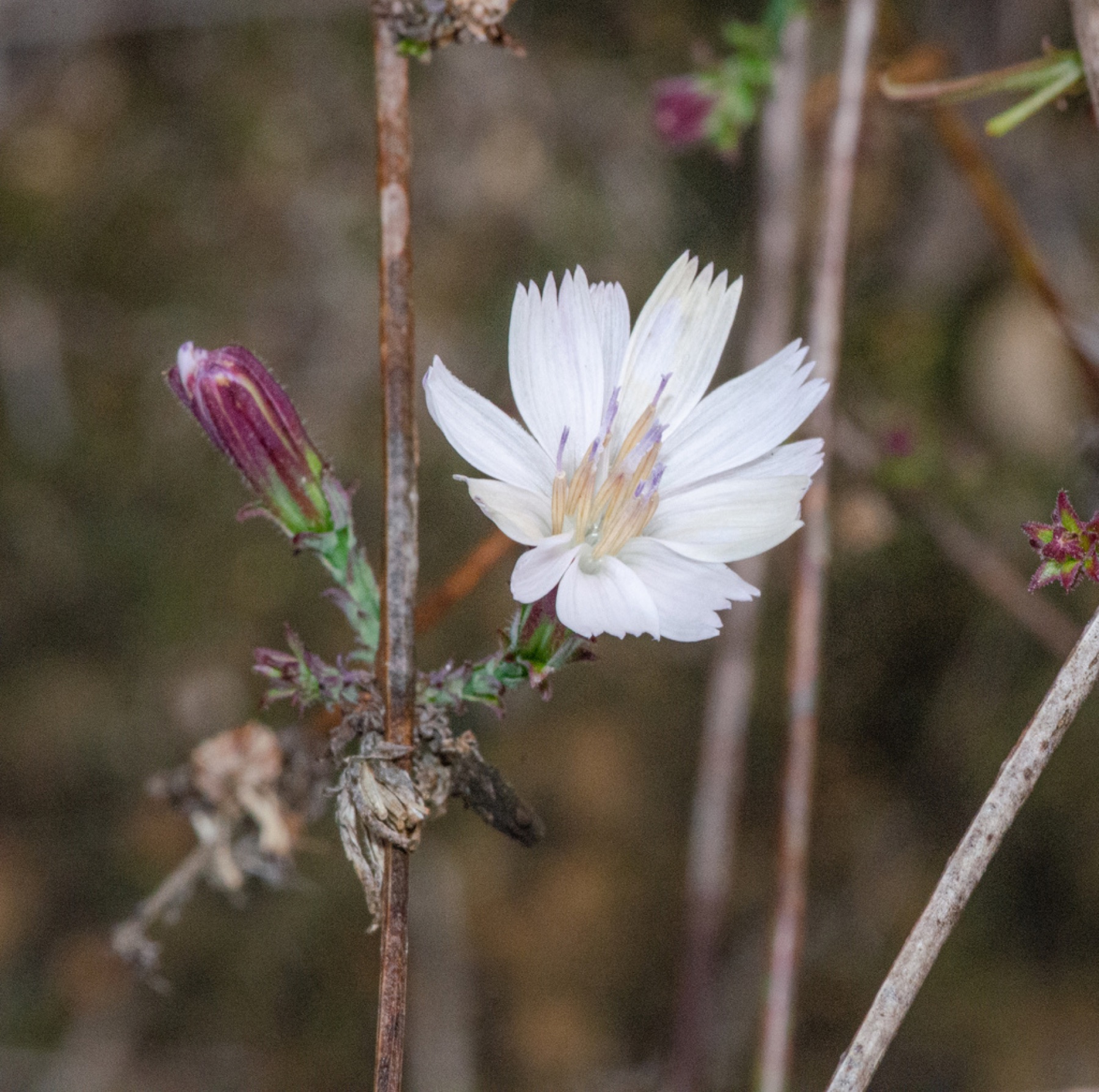 San Diego Wirelettuce — photo 5