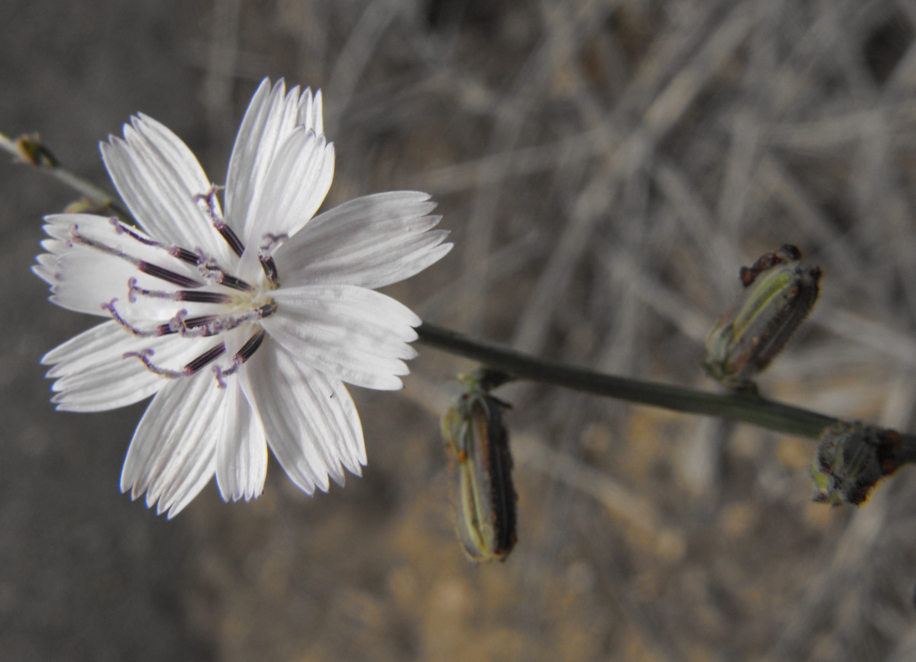 San Diego Wirelettuce — photo 15