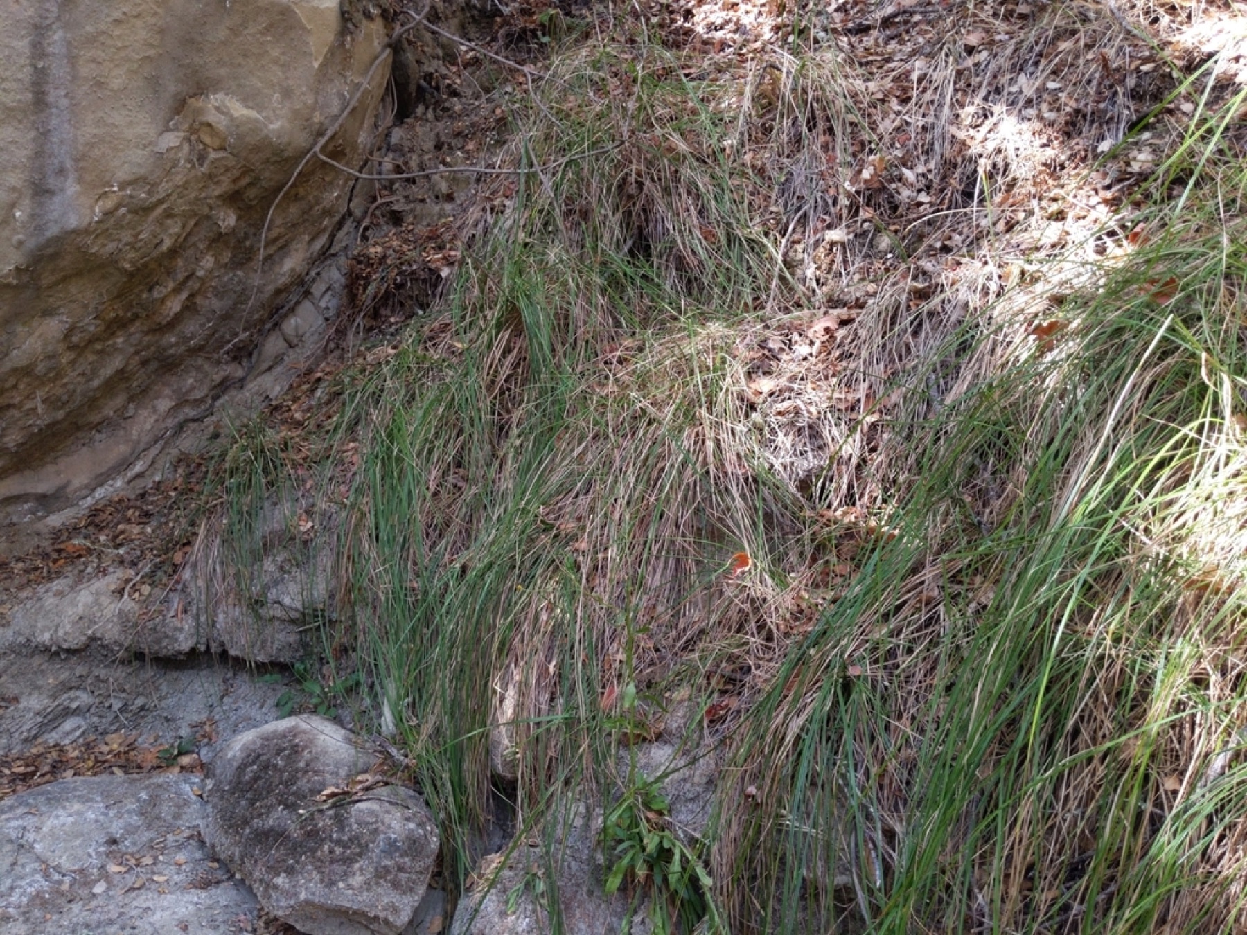 Santa Barbara Sedge — photo 6