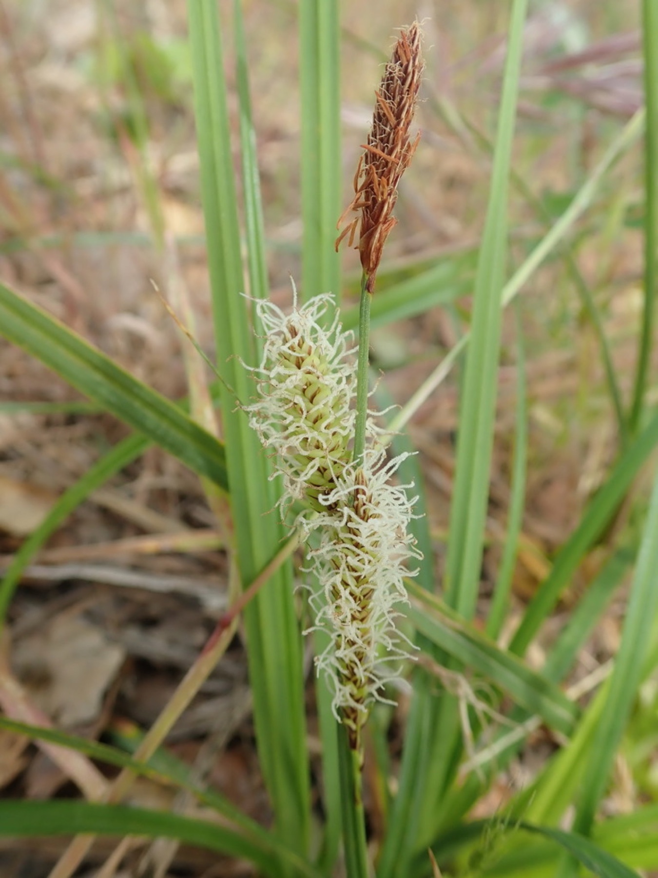 Santa Barbara Sedge — photo 7
