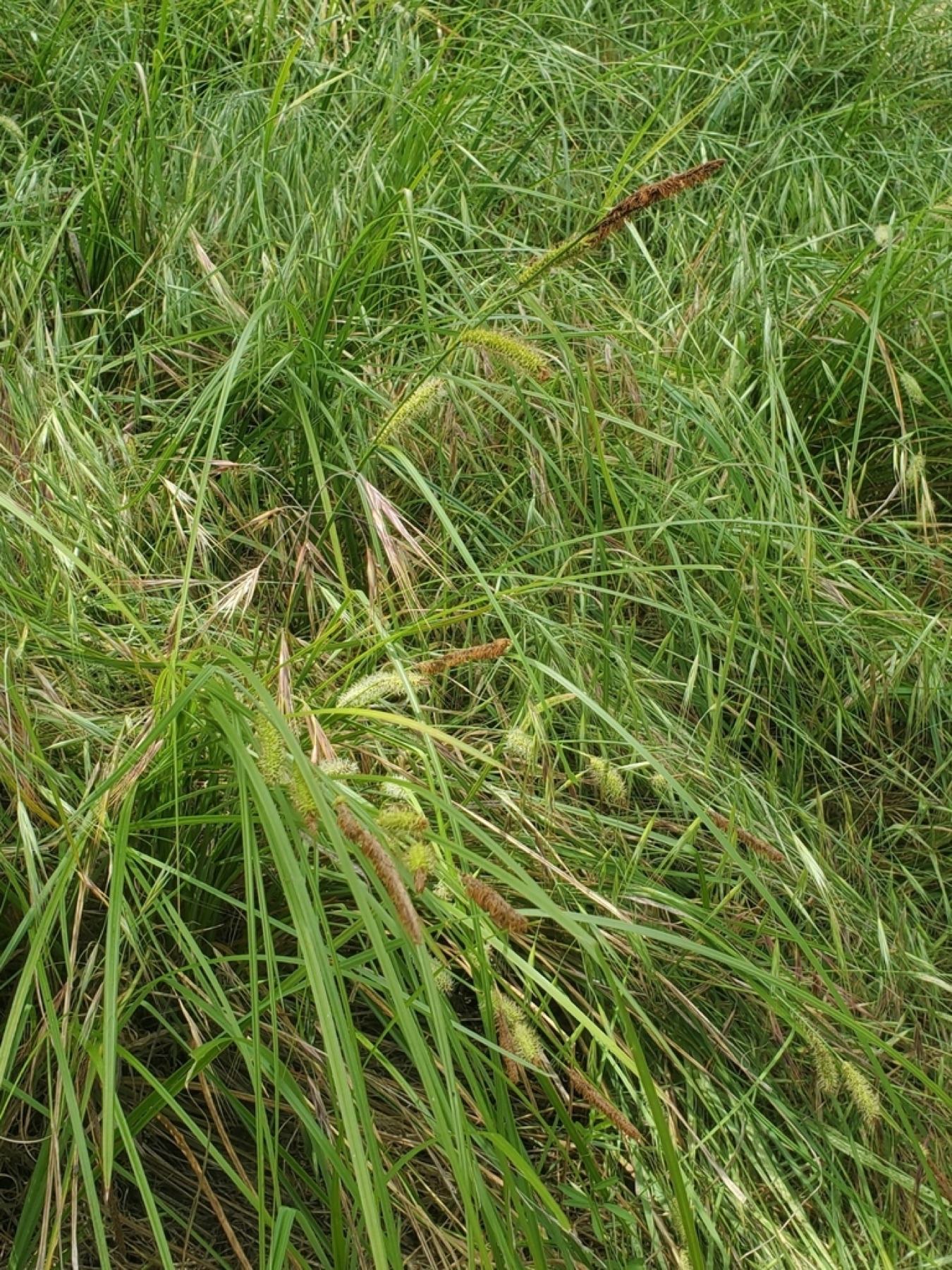 Santa Barbara Sedge — photo 9