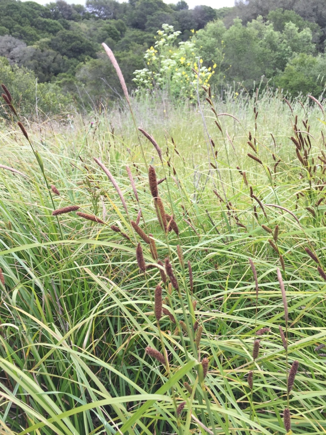 Santa Barbara Sedge — photo 10