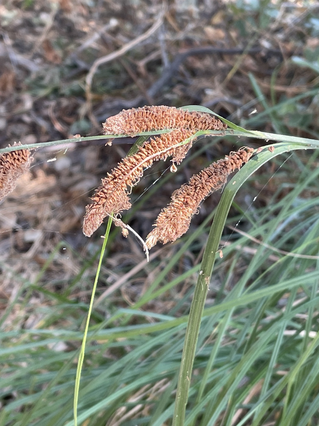 Santa Barbara Sedge — photo 11