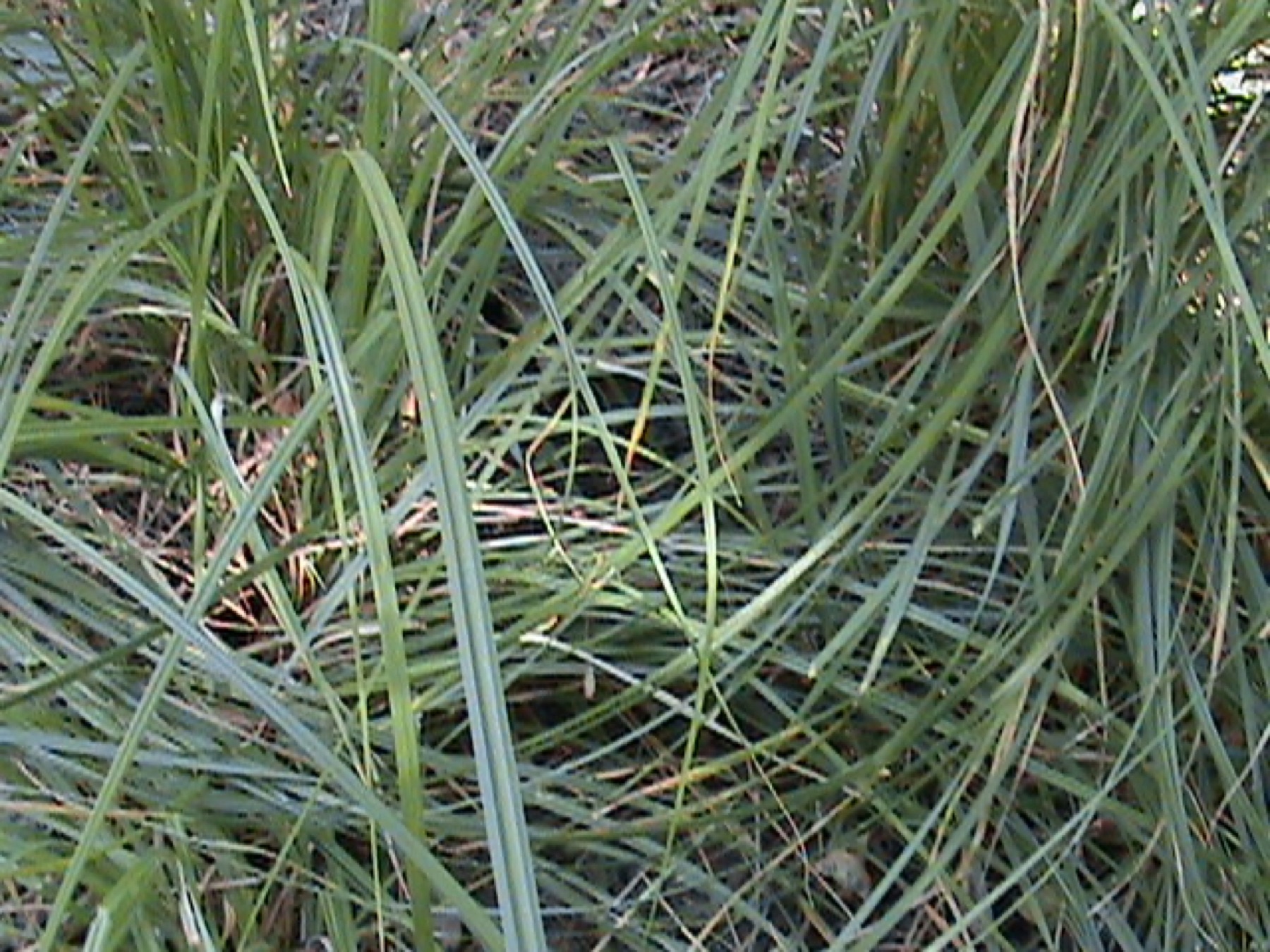 Santa Barbara Sedge — photo 12