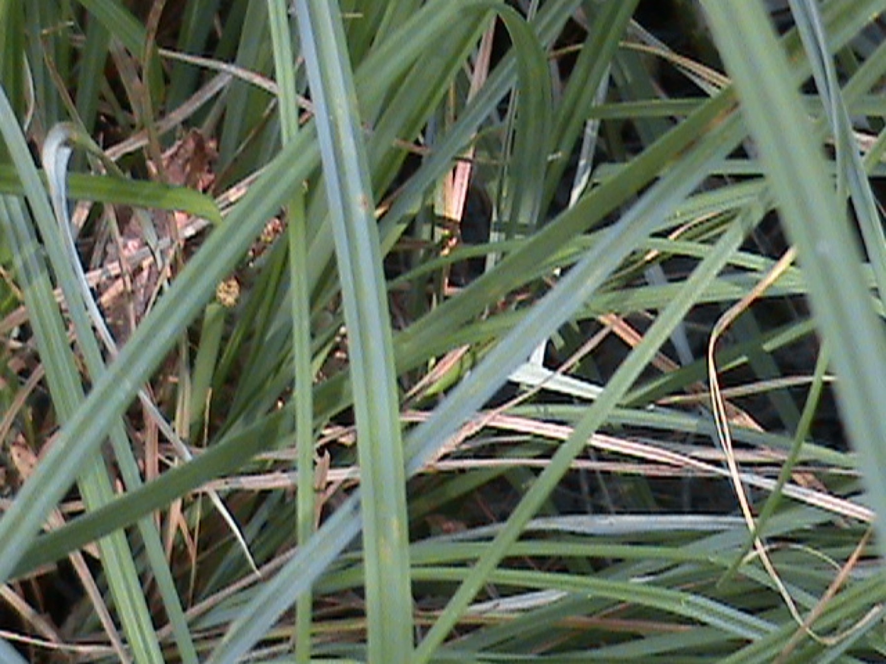 Santa Barbara Sedge — photo 13