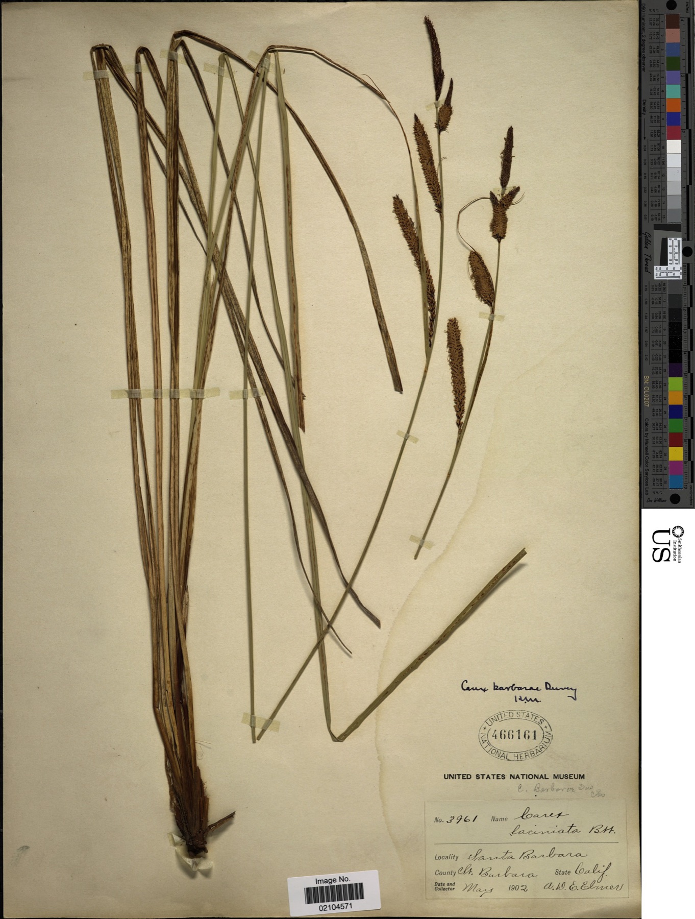 Santa Barbara Sedge — photo 14
