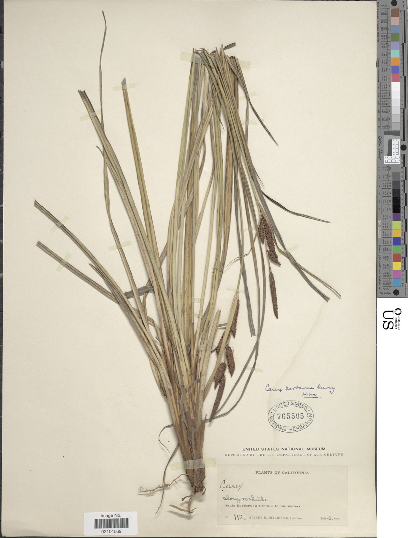 Santa Barbara Sedge — photo 15