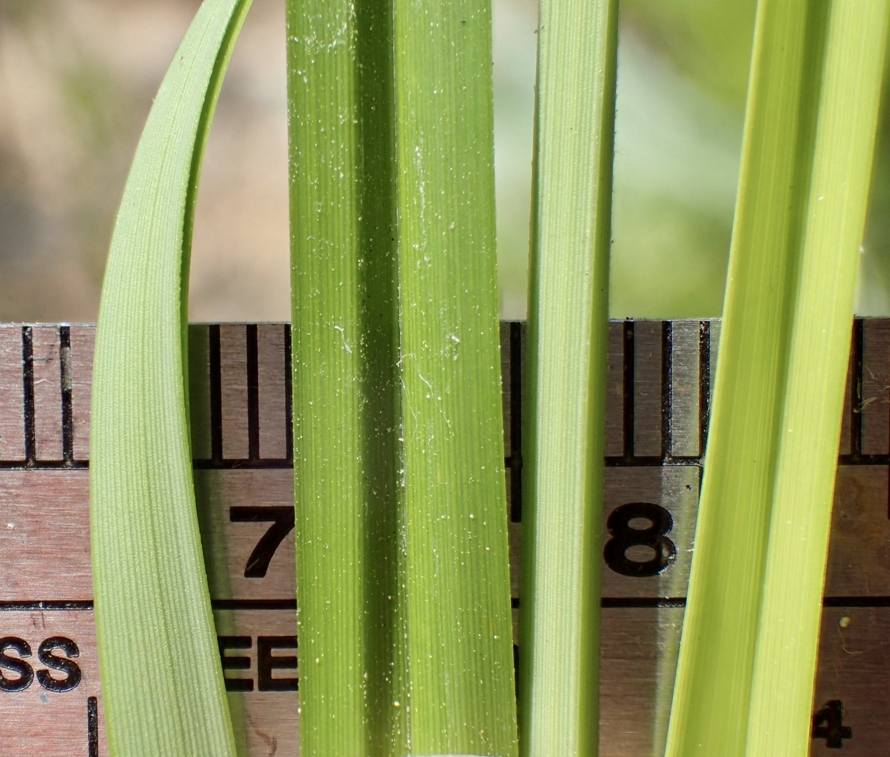 Santa Barbara Sedge — photo 17