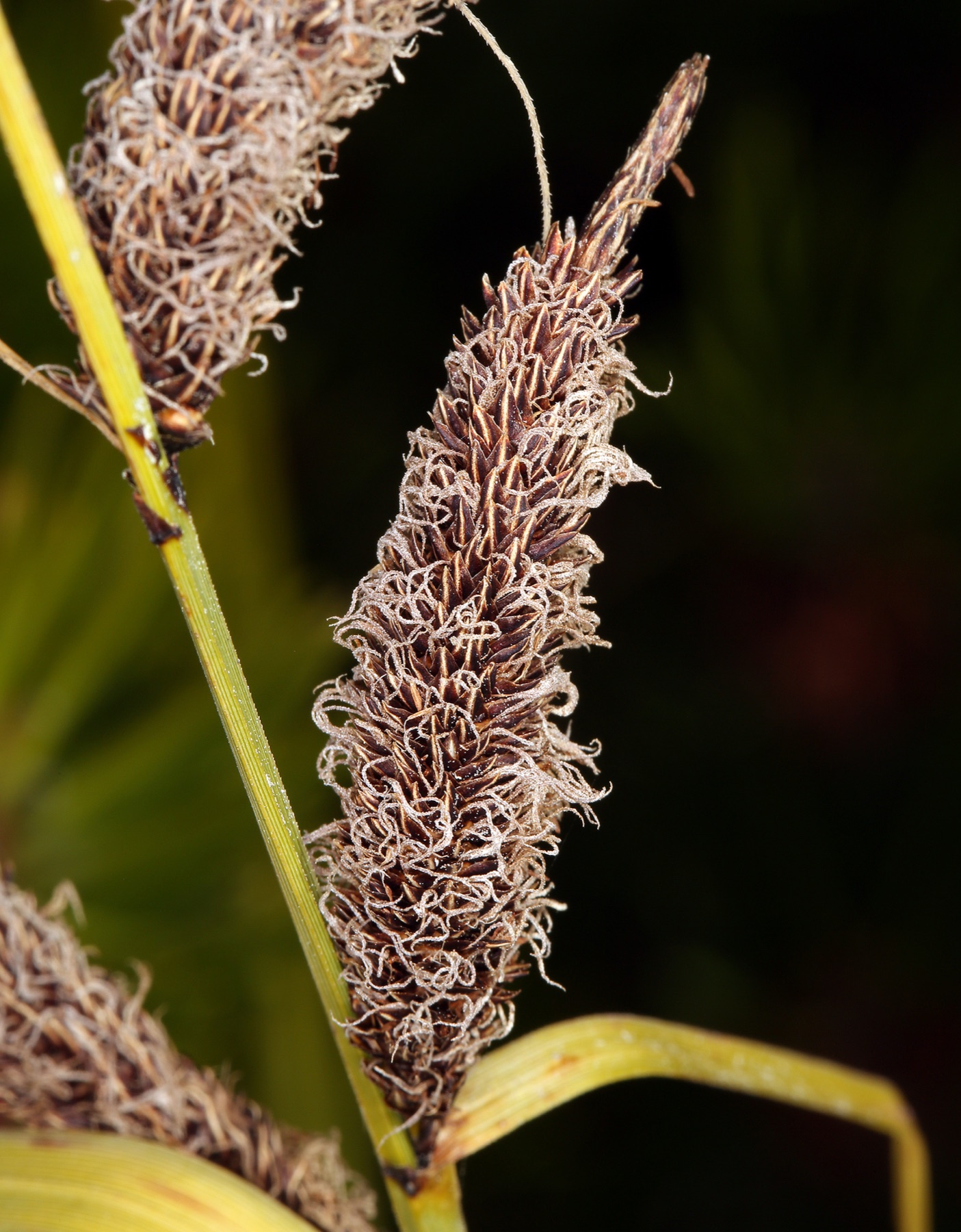 Santa Barbara Sedge — photo 18