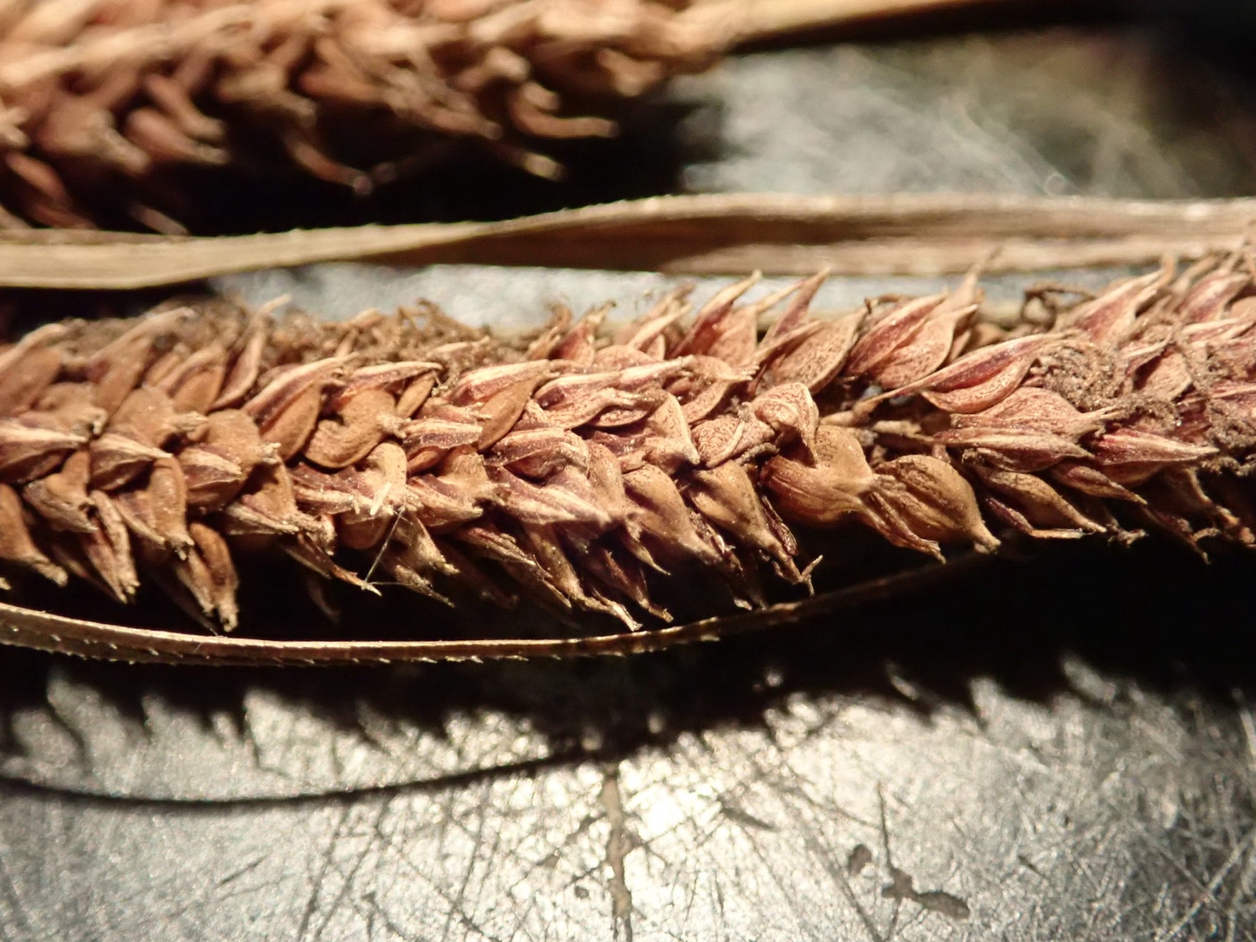 Santa Barbara Sedge — photo 19