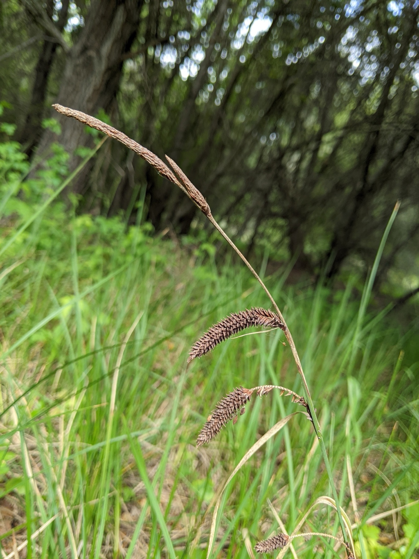 Santa Barbara Sedge — photo 20