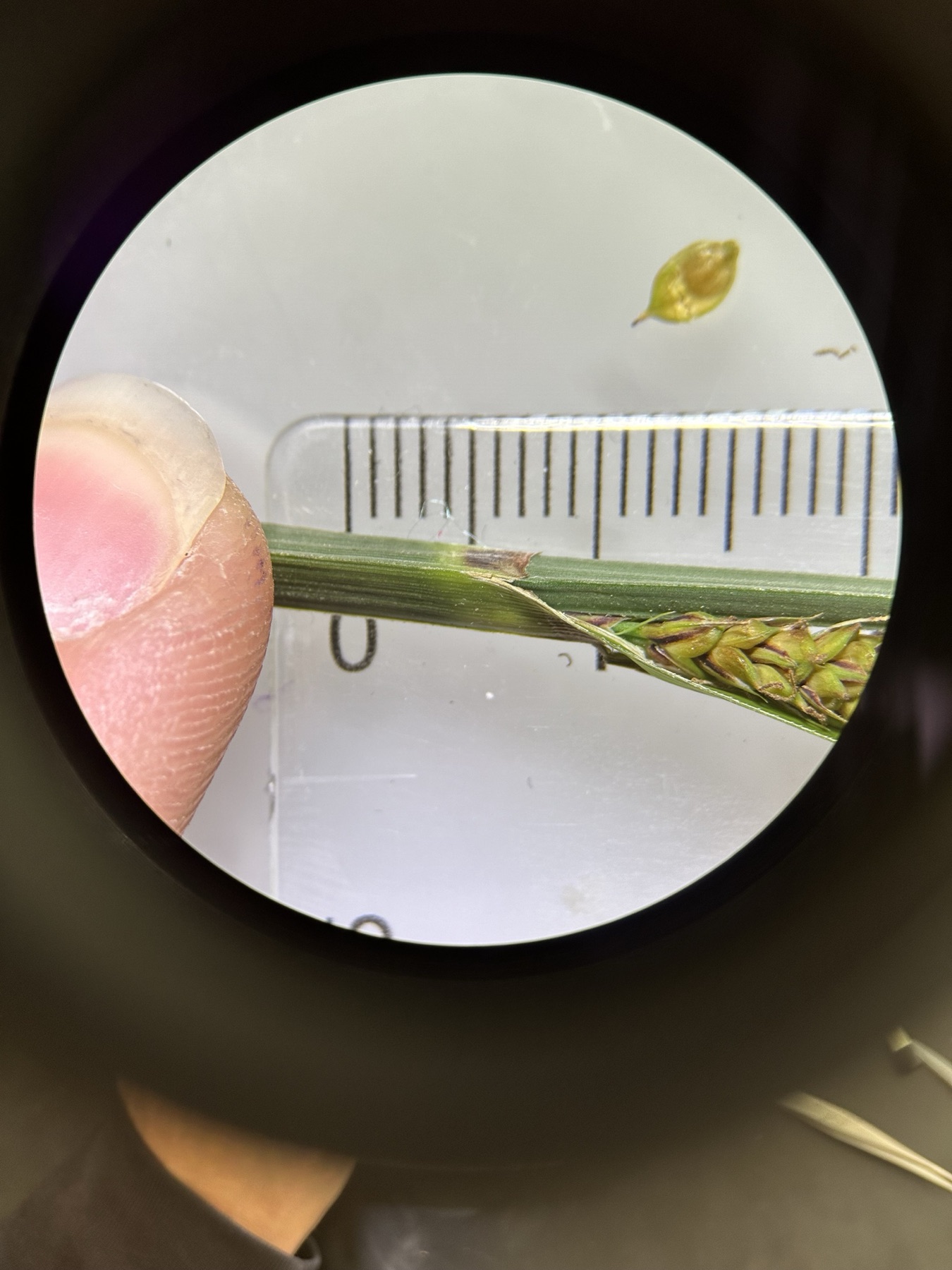 Santa Barbara Sedge — photo 21