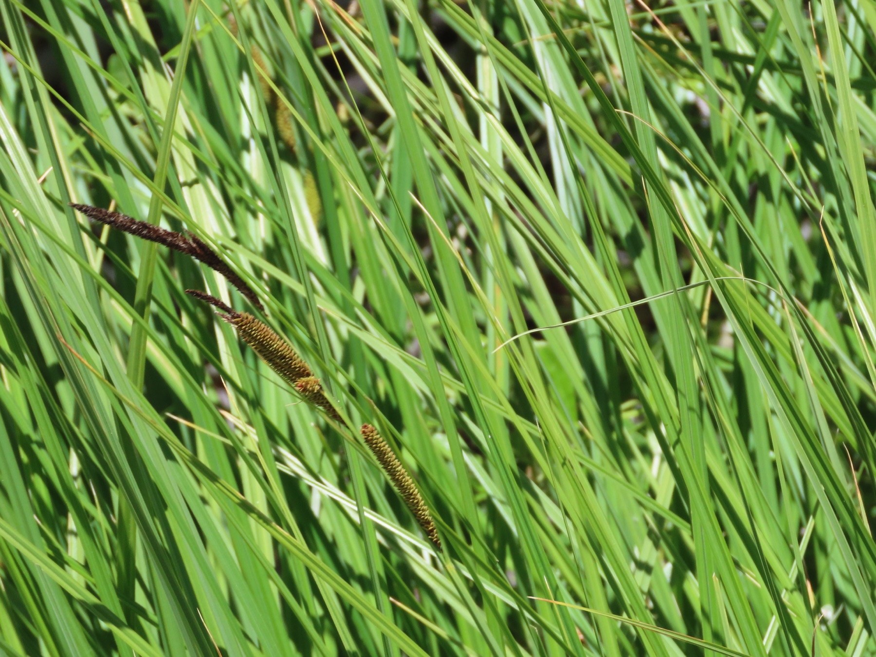 Santa Barbara Sedge — photo 22