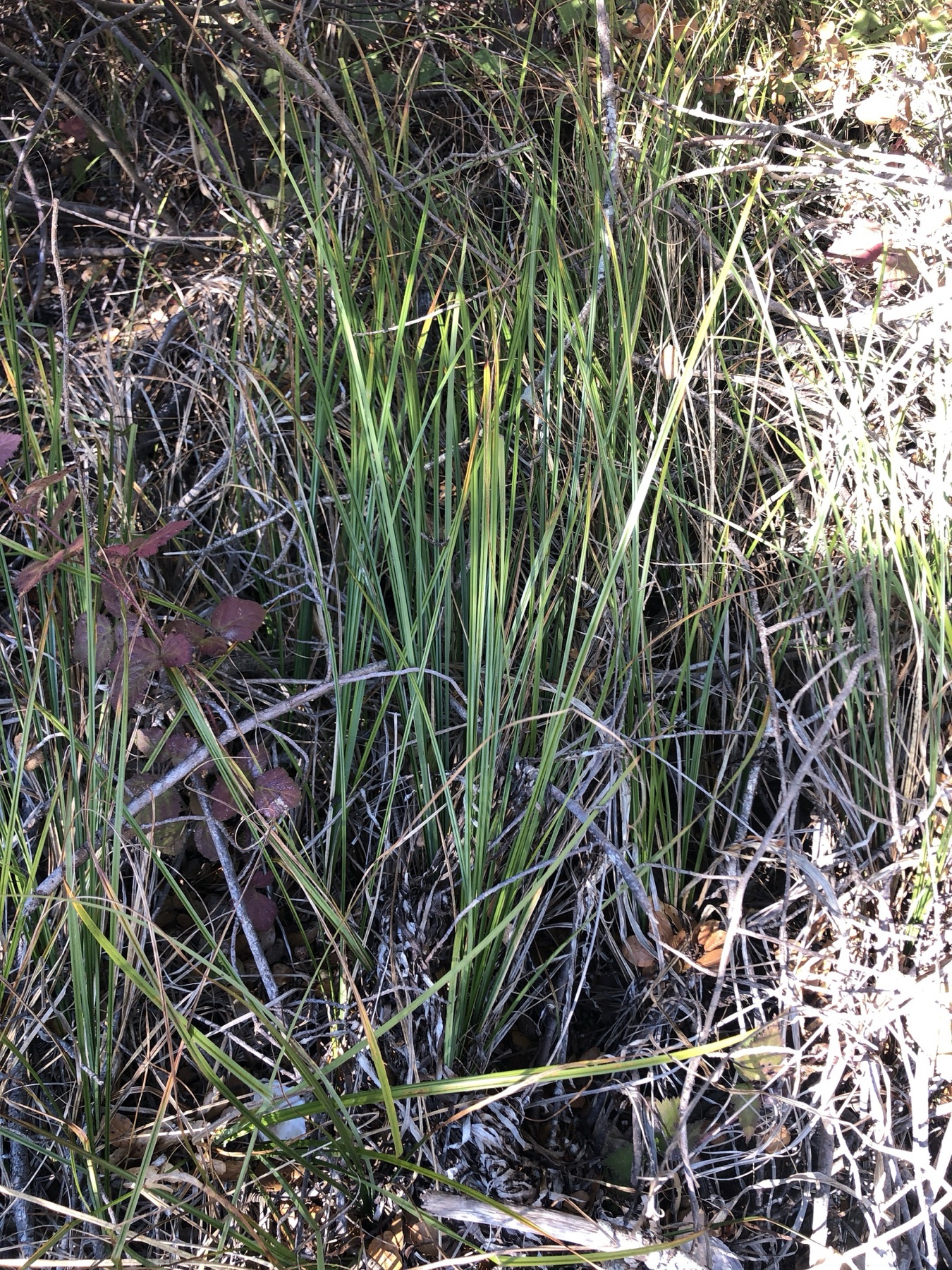 Santa Barbara Sedge — photo 23