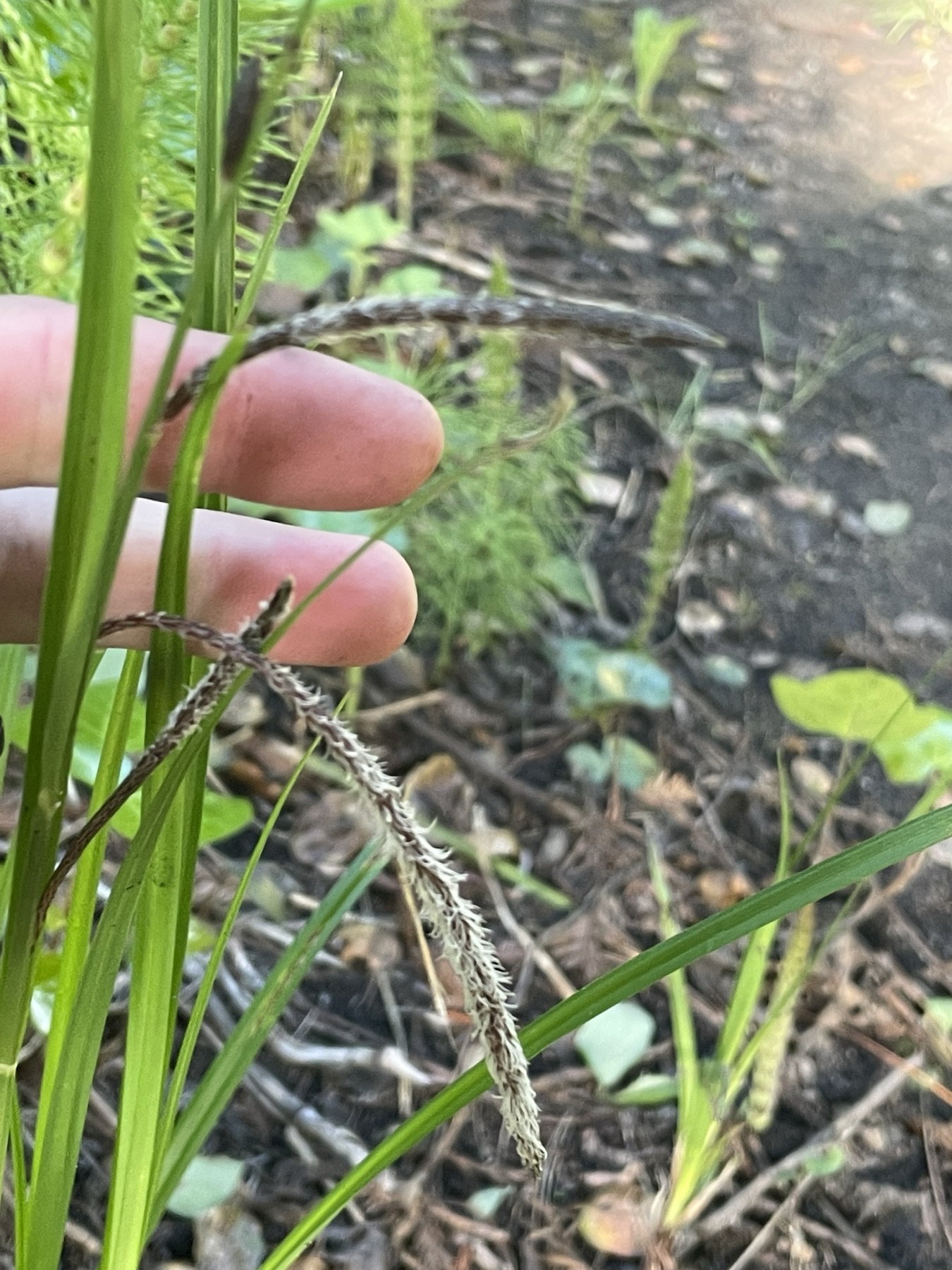 Santa Barbara Sedge — photo 24