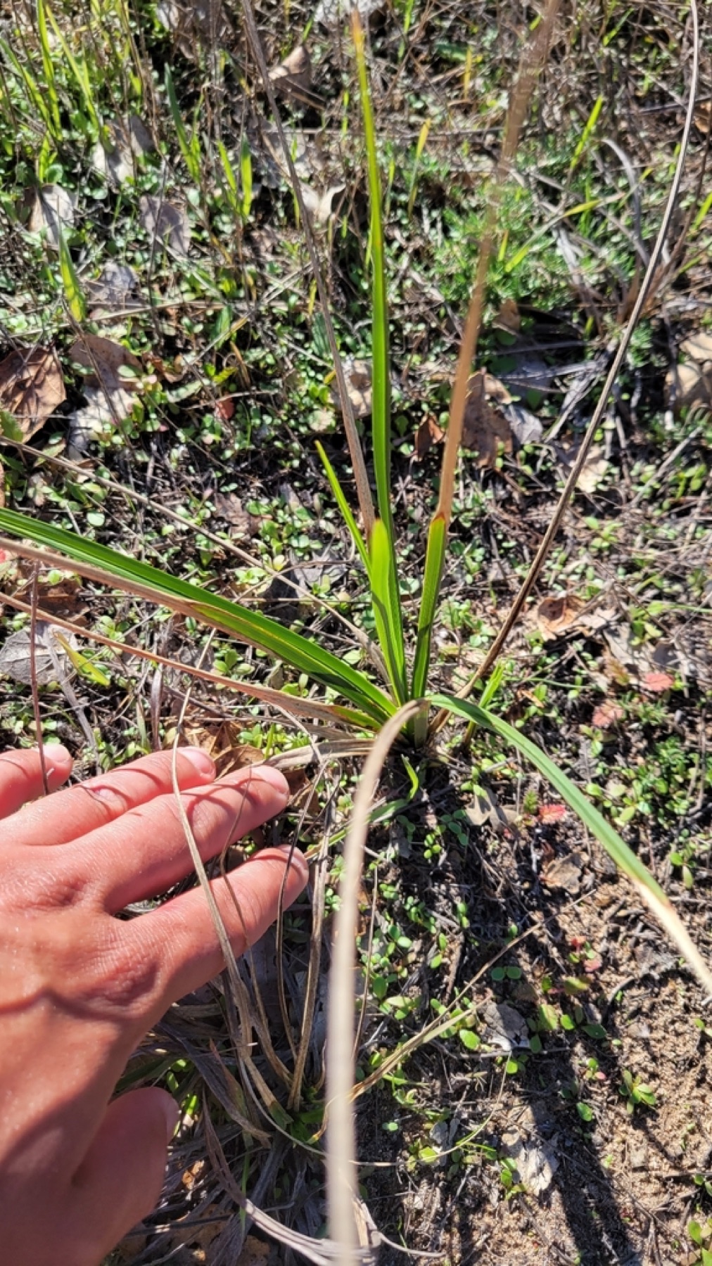 Santa Barbara Sedge