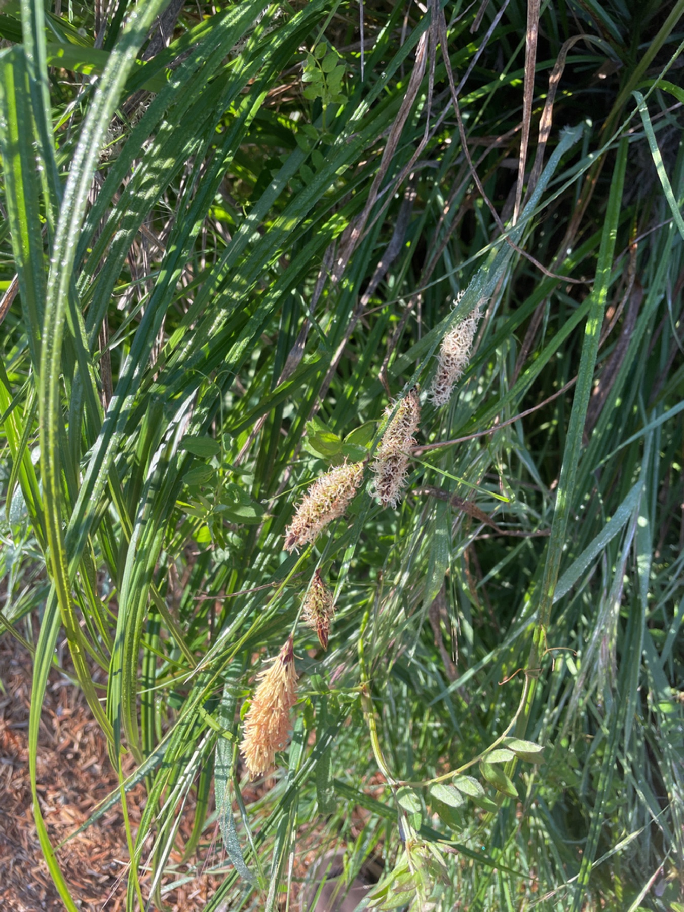Santa Barbara Sedge — photo 2