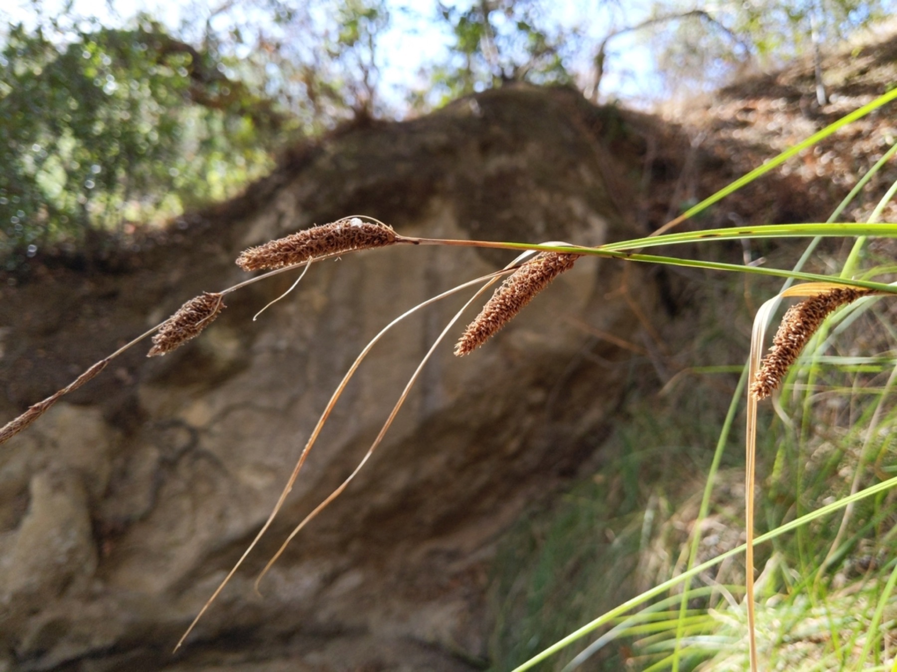 Santa Barbara Sedge — photo 3