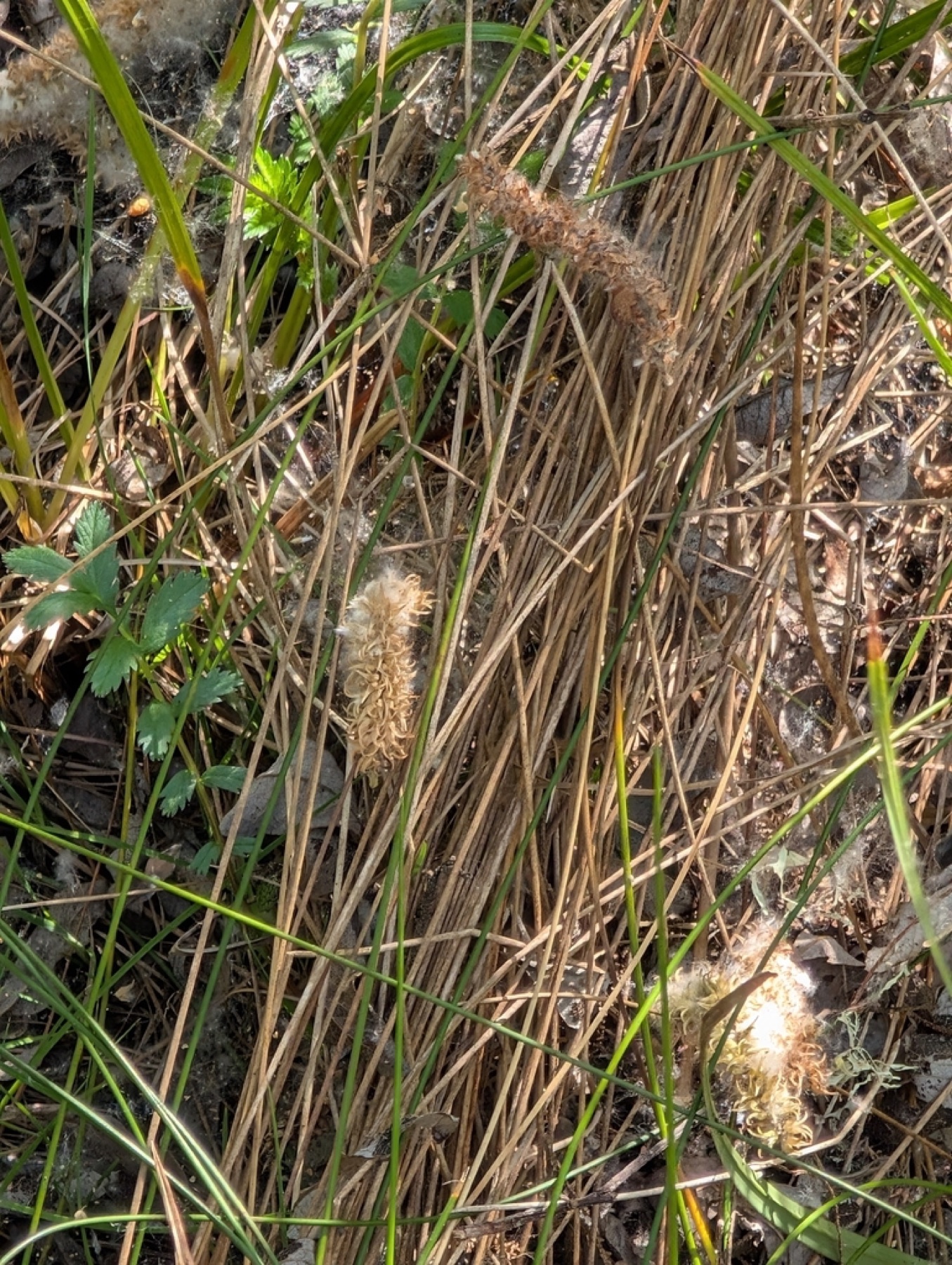 Santa Barbara Sedge — photo 4