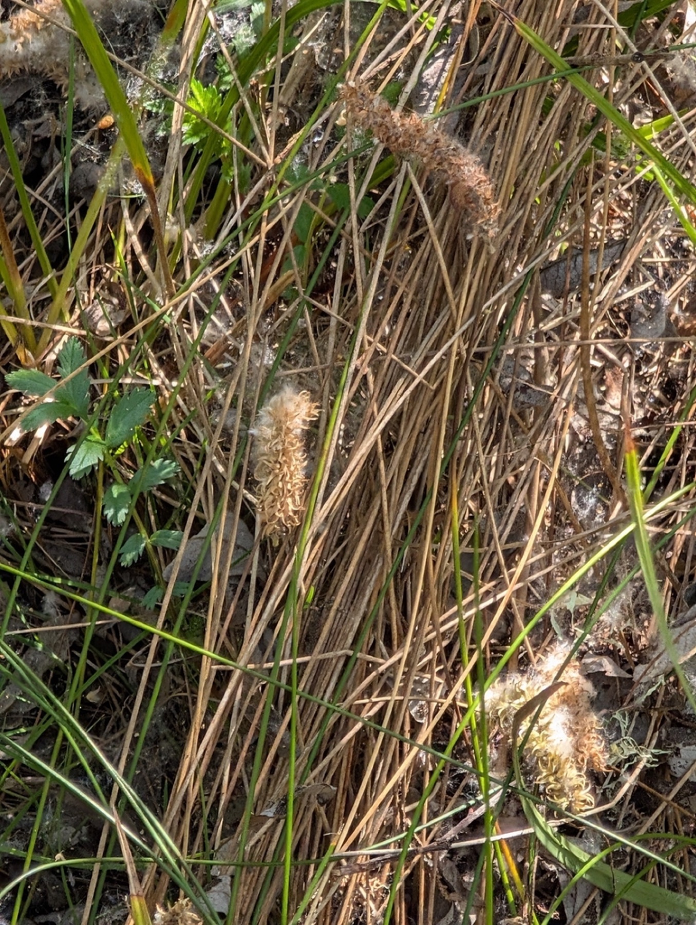 Santa Barbara Sedge — photo 5