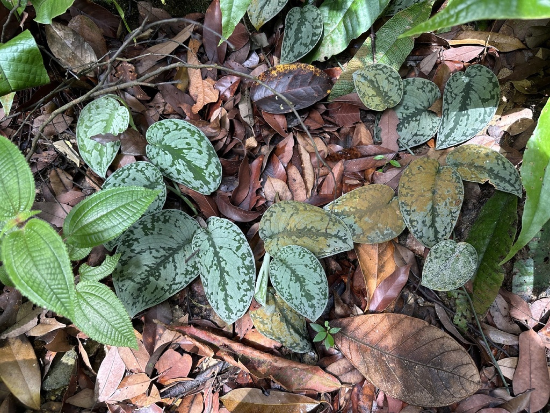 Satin Pothos — photo 7
