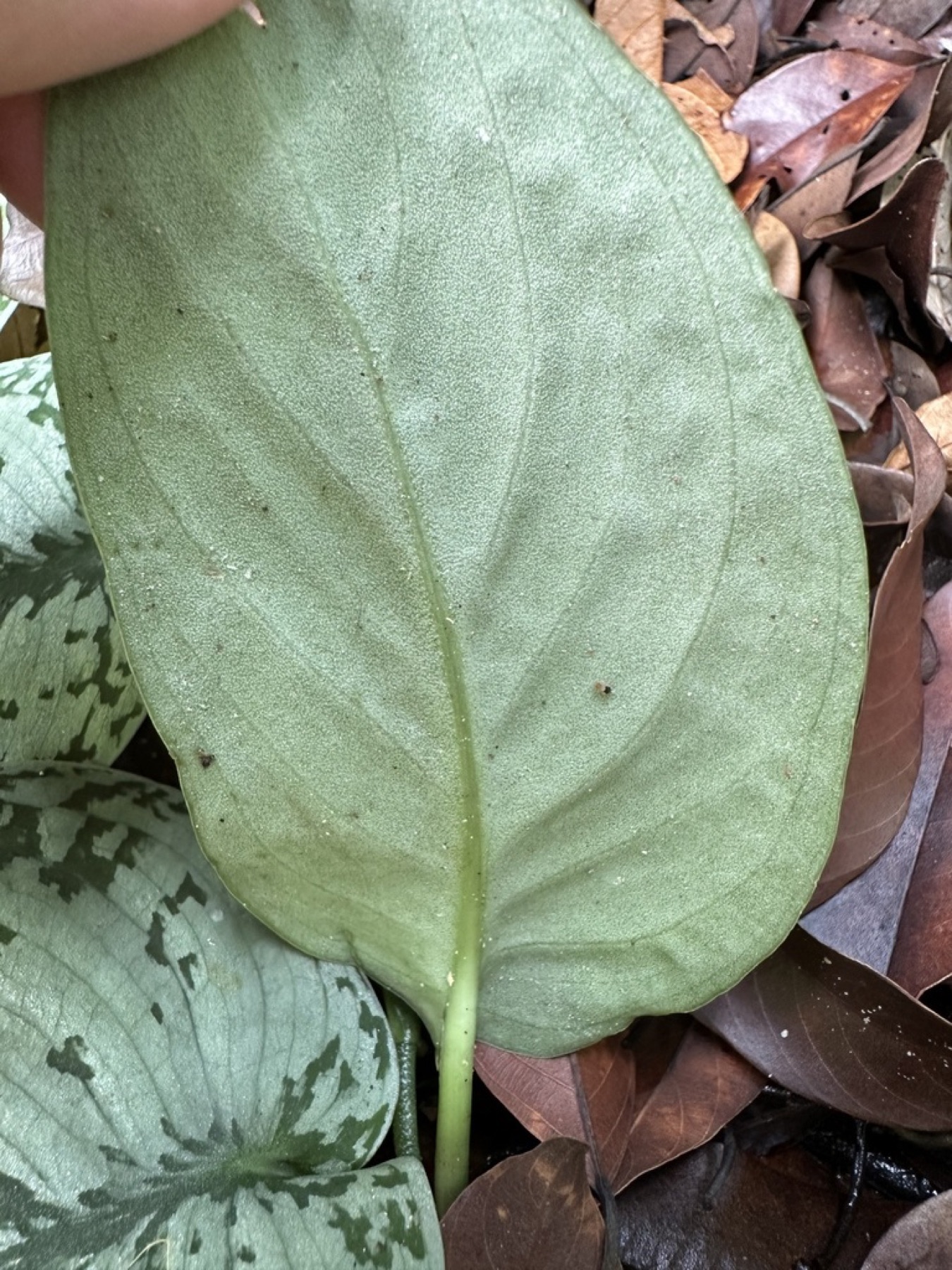 Satin Pothos — photo 8