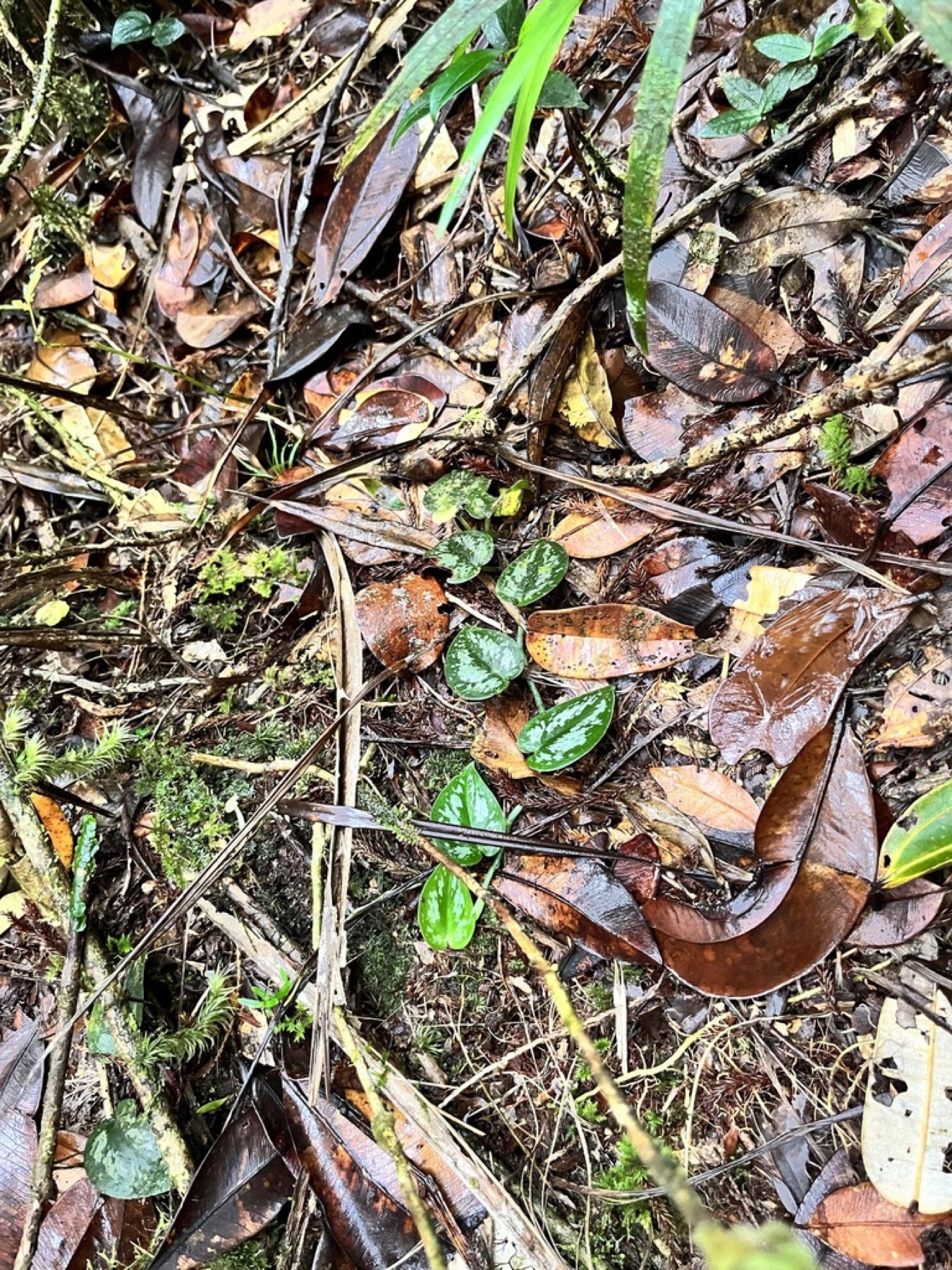Satin Pothos — photo 9