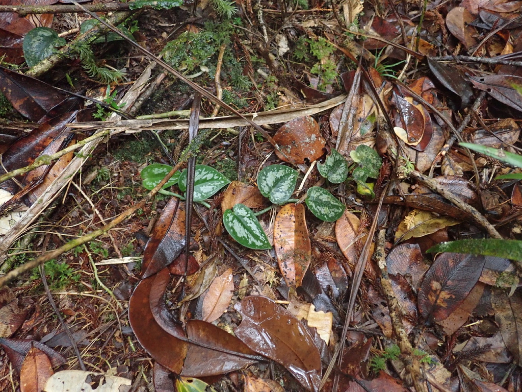 Satin Pothos — photo 10