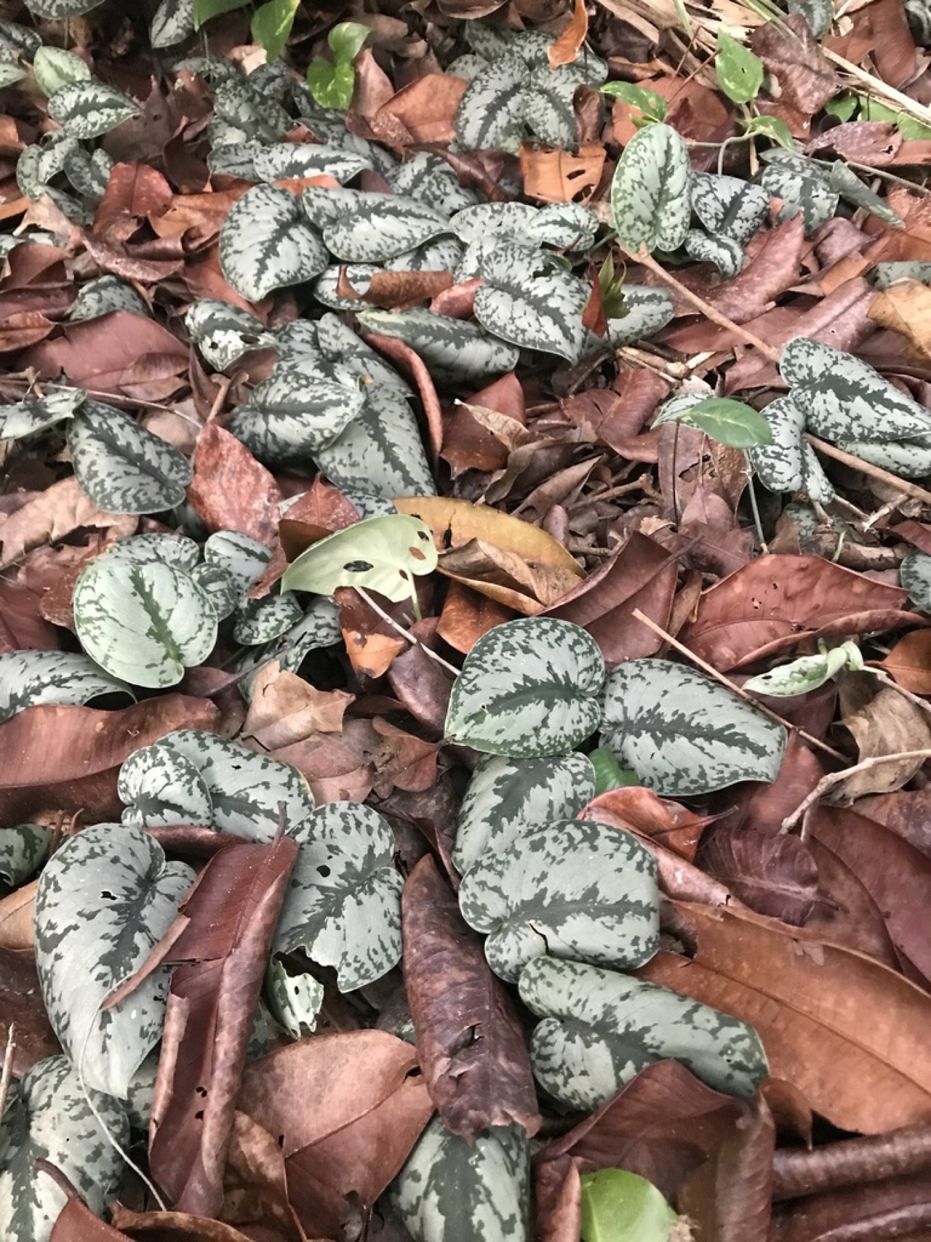 Satin Pothos — photo 11