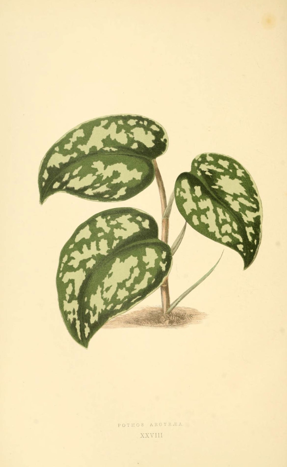 Satin Pothos — photo 12
