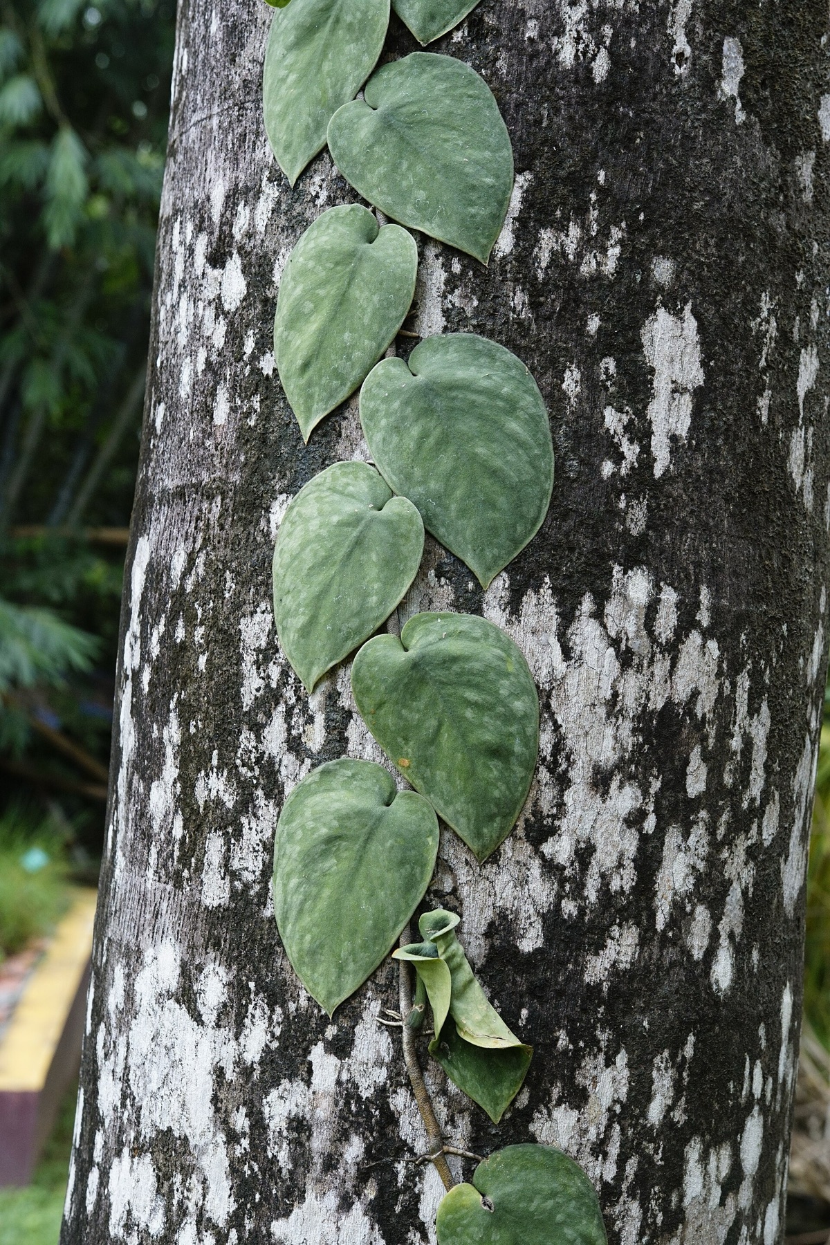 Satin Pothos — photo 13