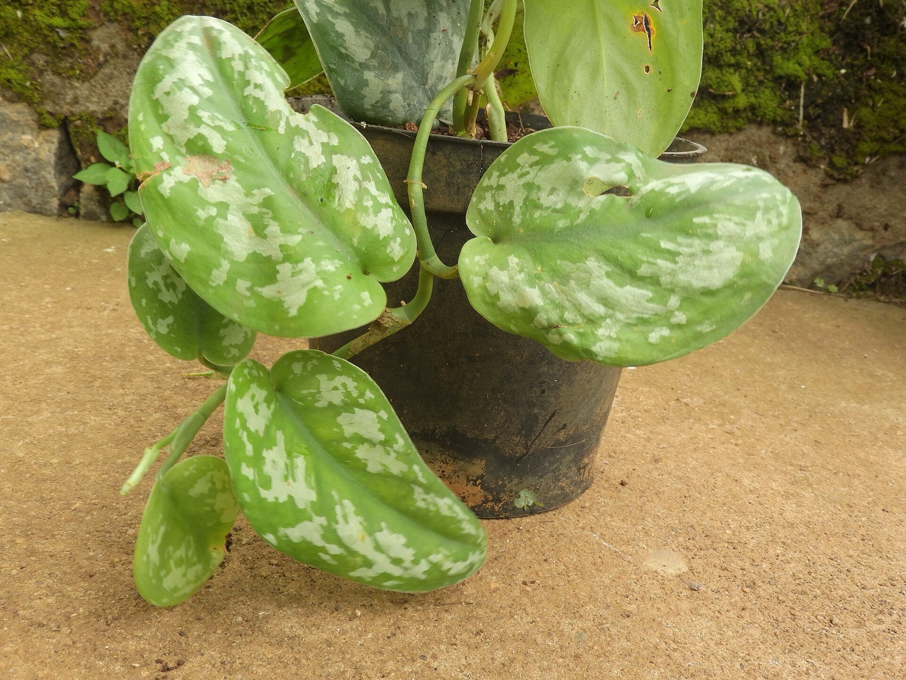 Satin Pothos — photo 14