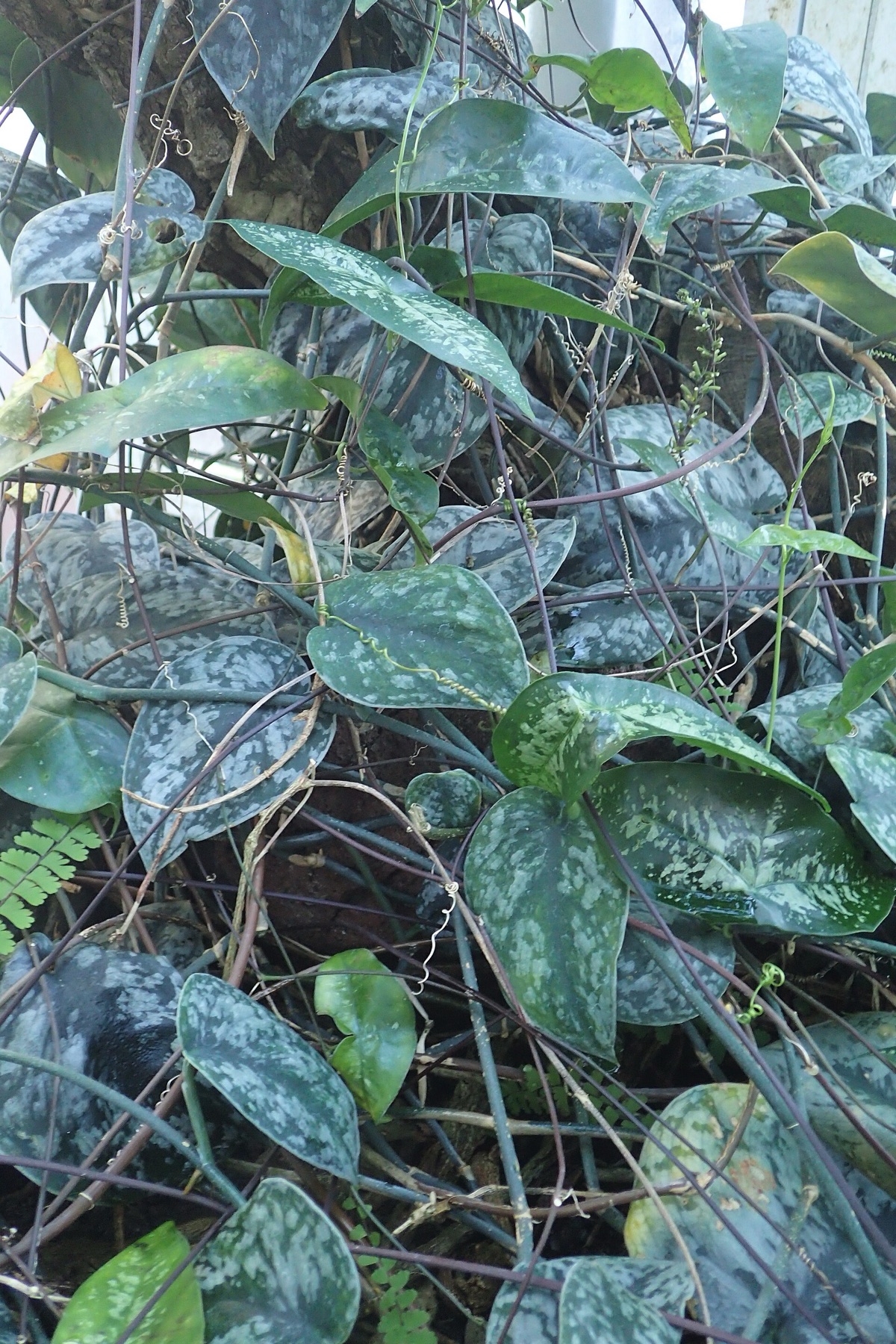 Satin Pothos — photo 15