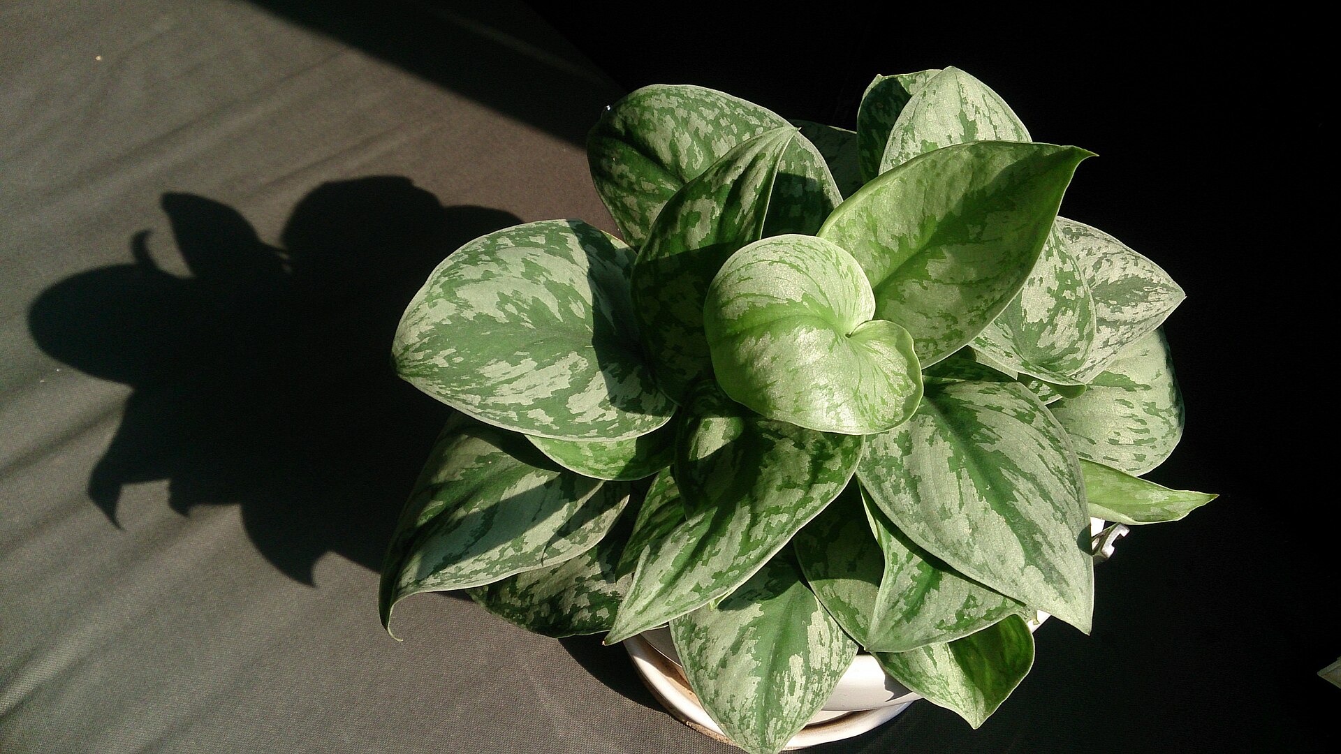 Satin Pothos — photo 23